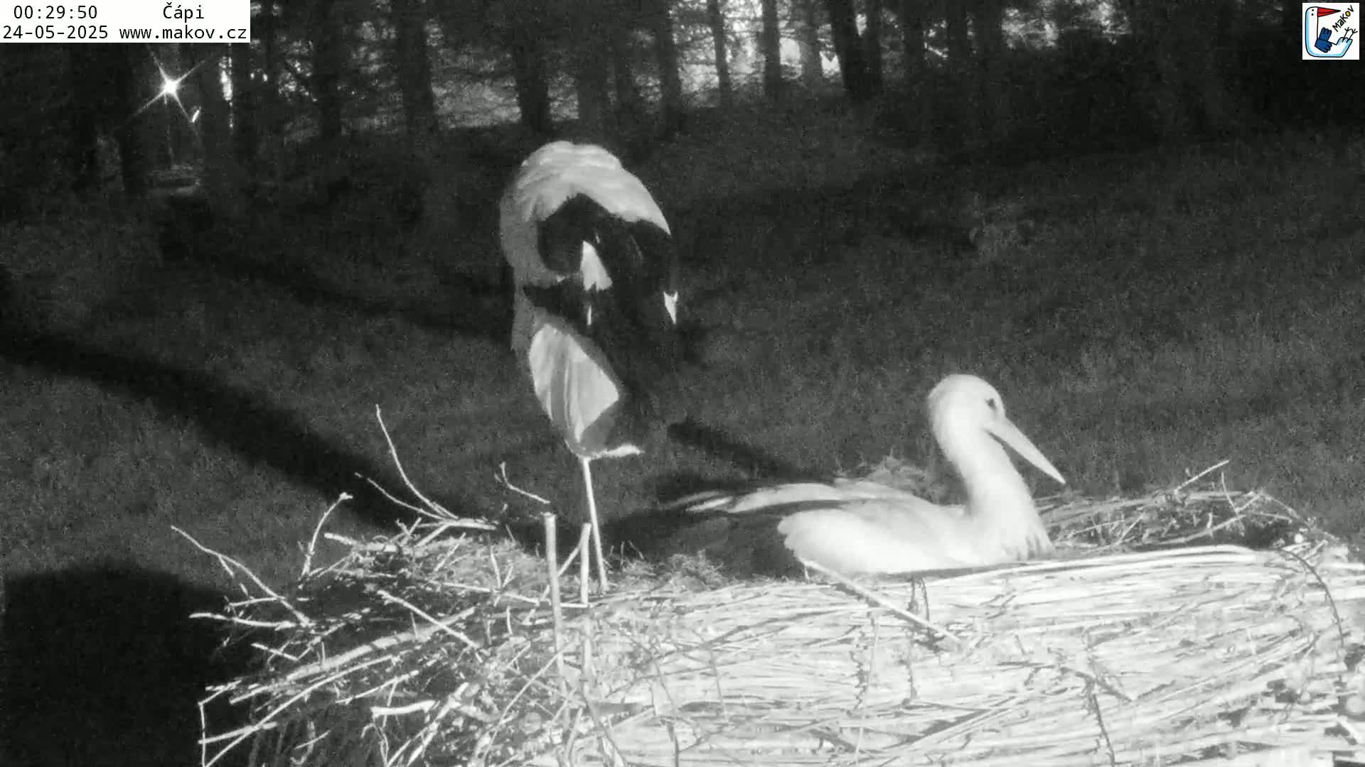 Pisek, Makov Animal Rescue Station Nest Live Cam - Cizova, Pisek, Juhočeský Kraj (South Bohemian), Czechia