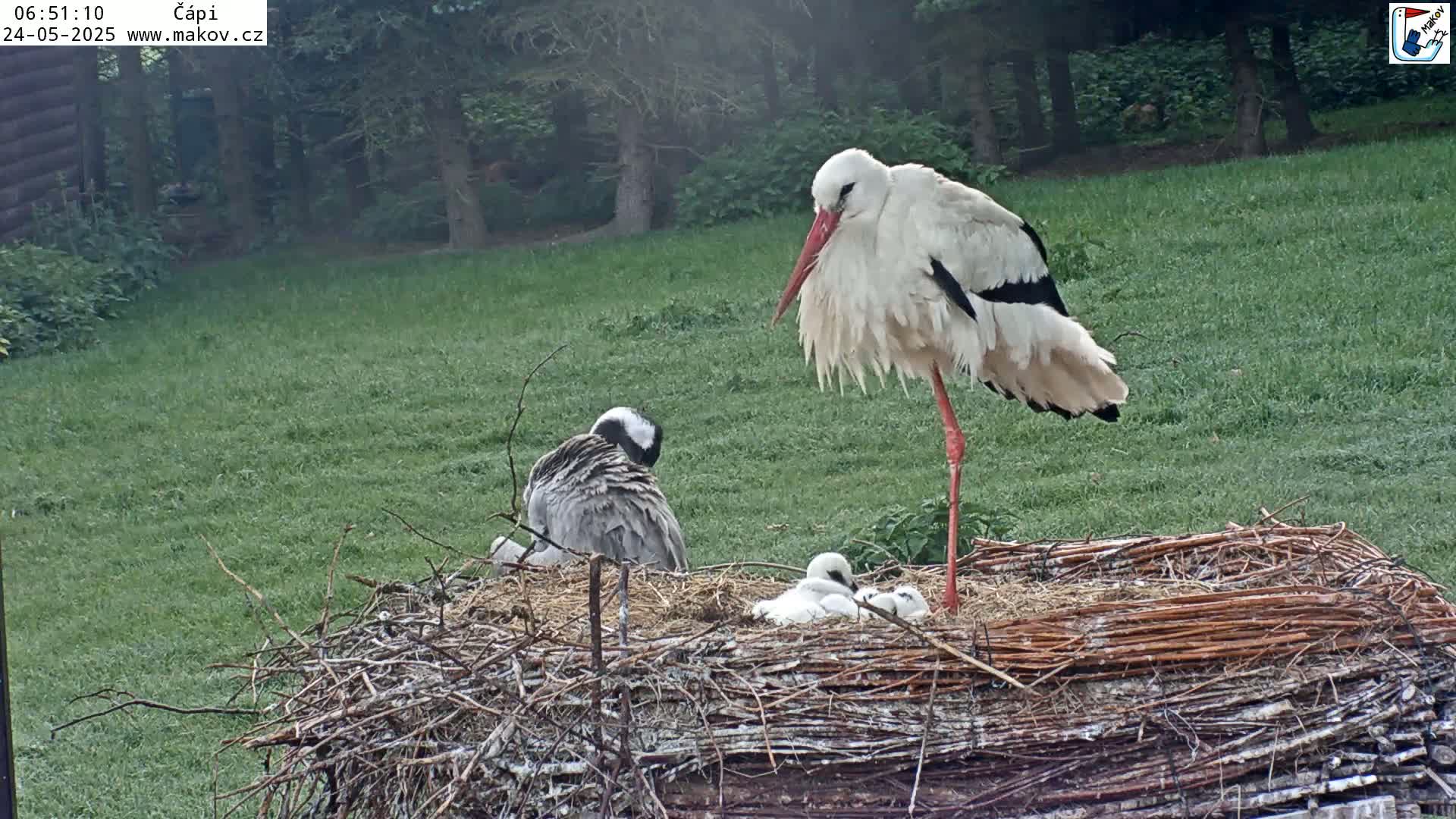 Pisek, Makov Animal Rescue Station Nest Live Cam - Cizova, Pisek, Juhočeský Kraj (South Bohemian), Czechia