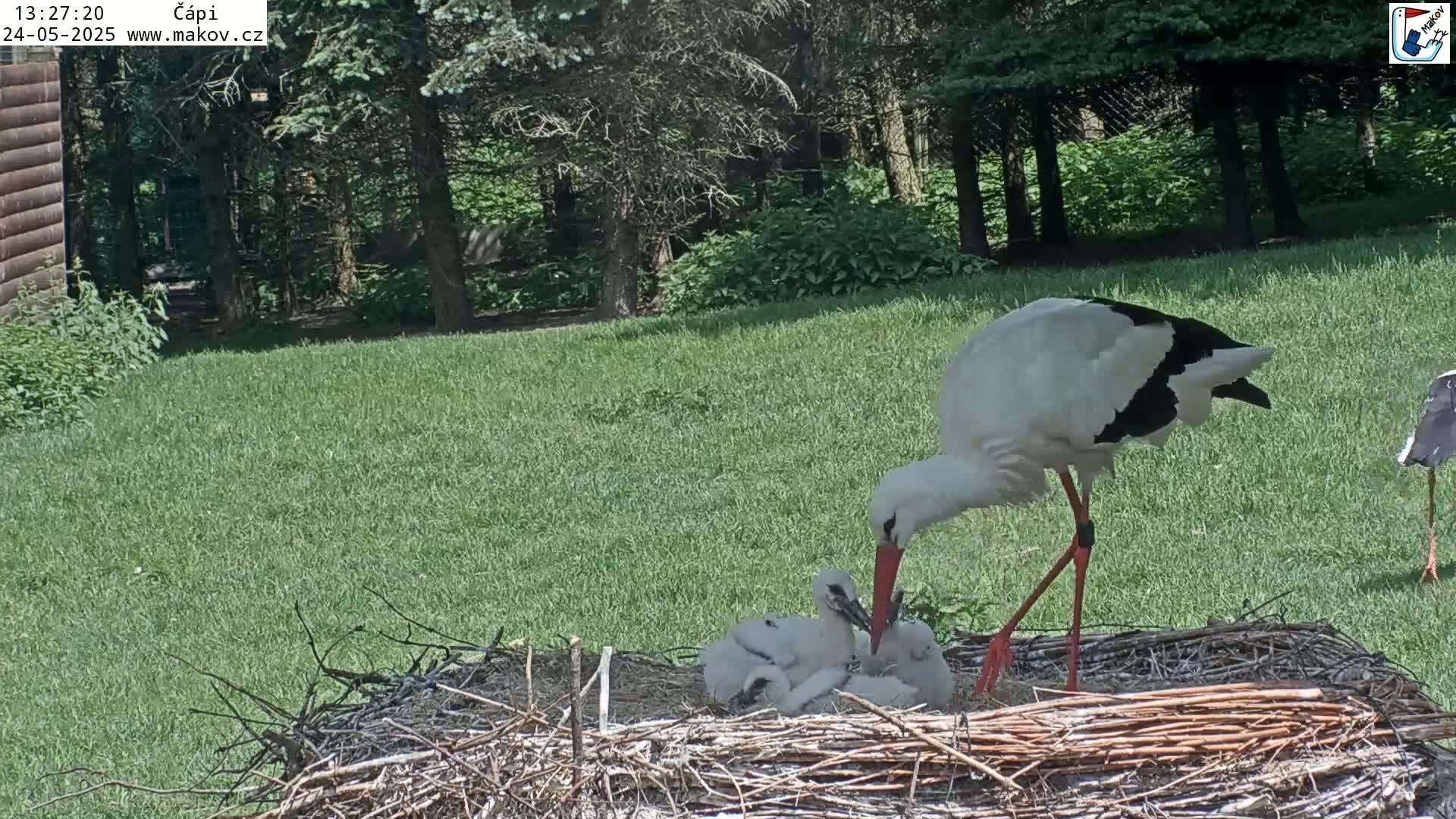 A white stork with black wingtips feeds its young in a nest on a grassy lawn under a sunny sky near some trees.
