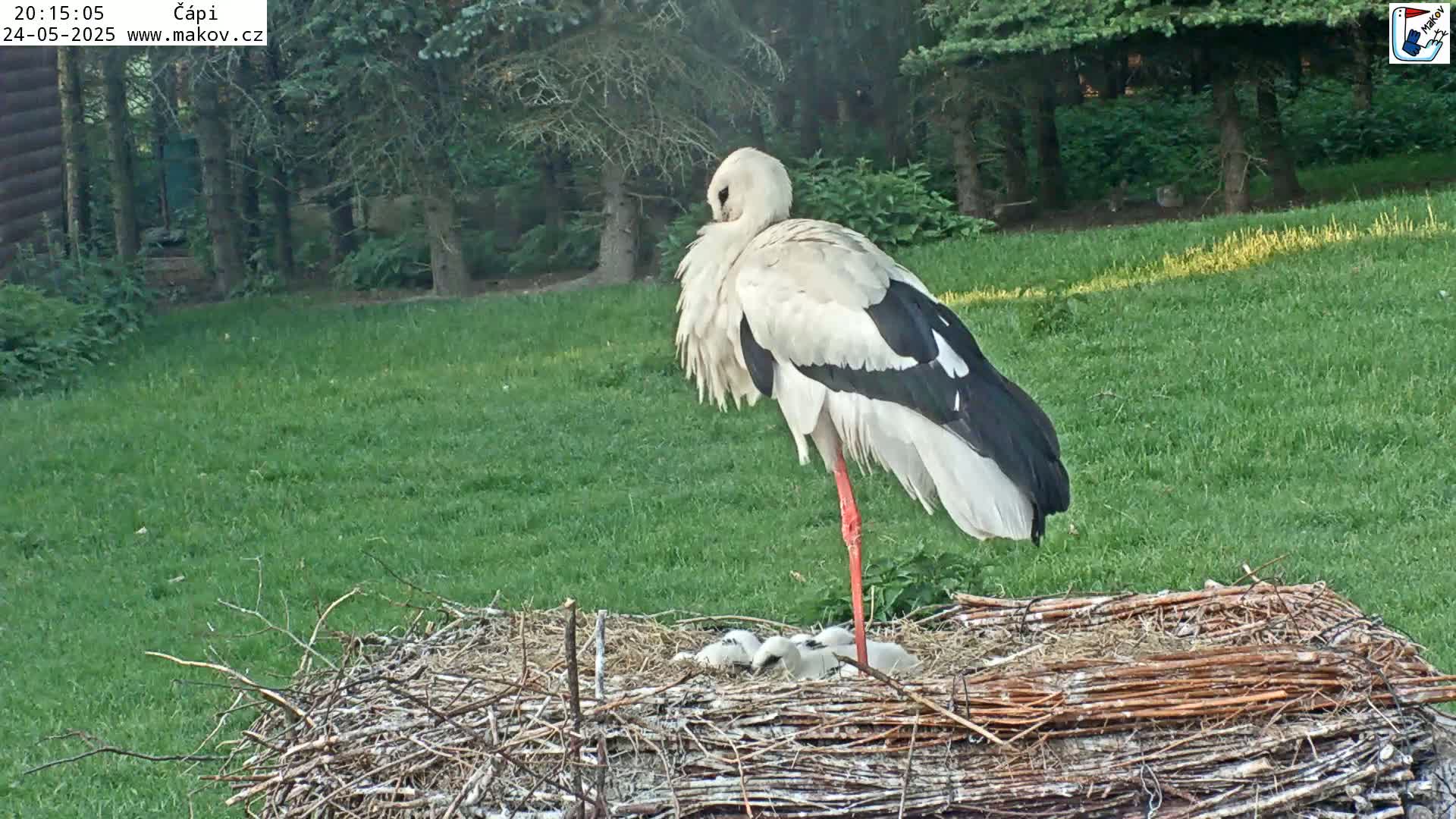A white stork stands over its nest of young chicks in a grassy area on a partly sunny day.
