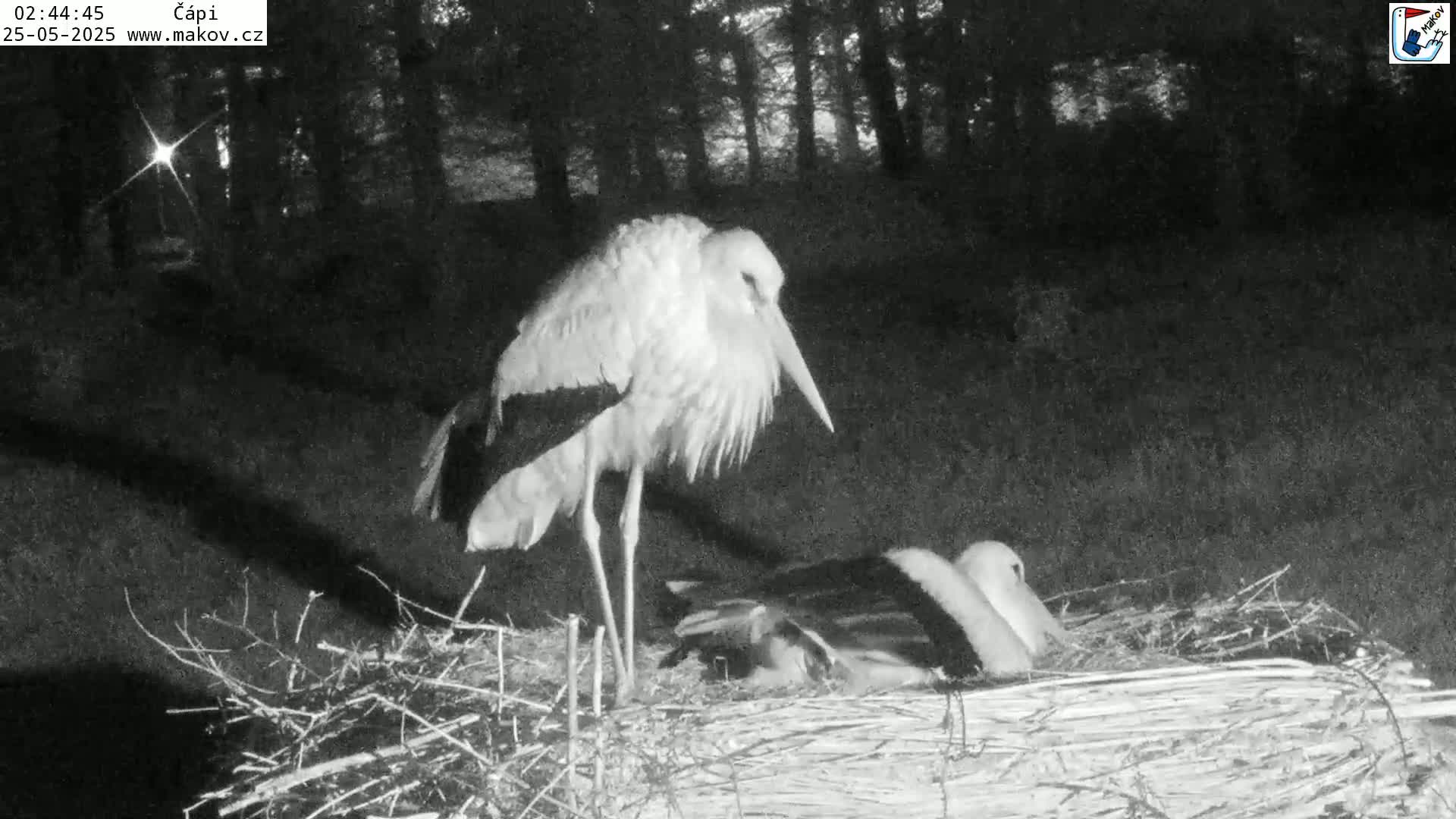 A white stork stands over two other storks nestled in a large nest at night.