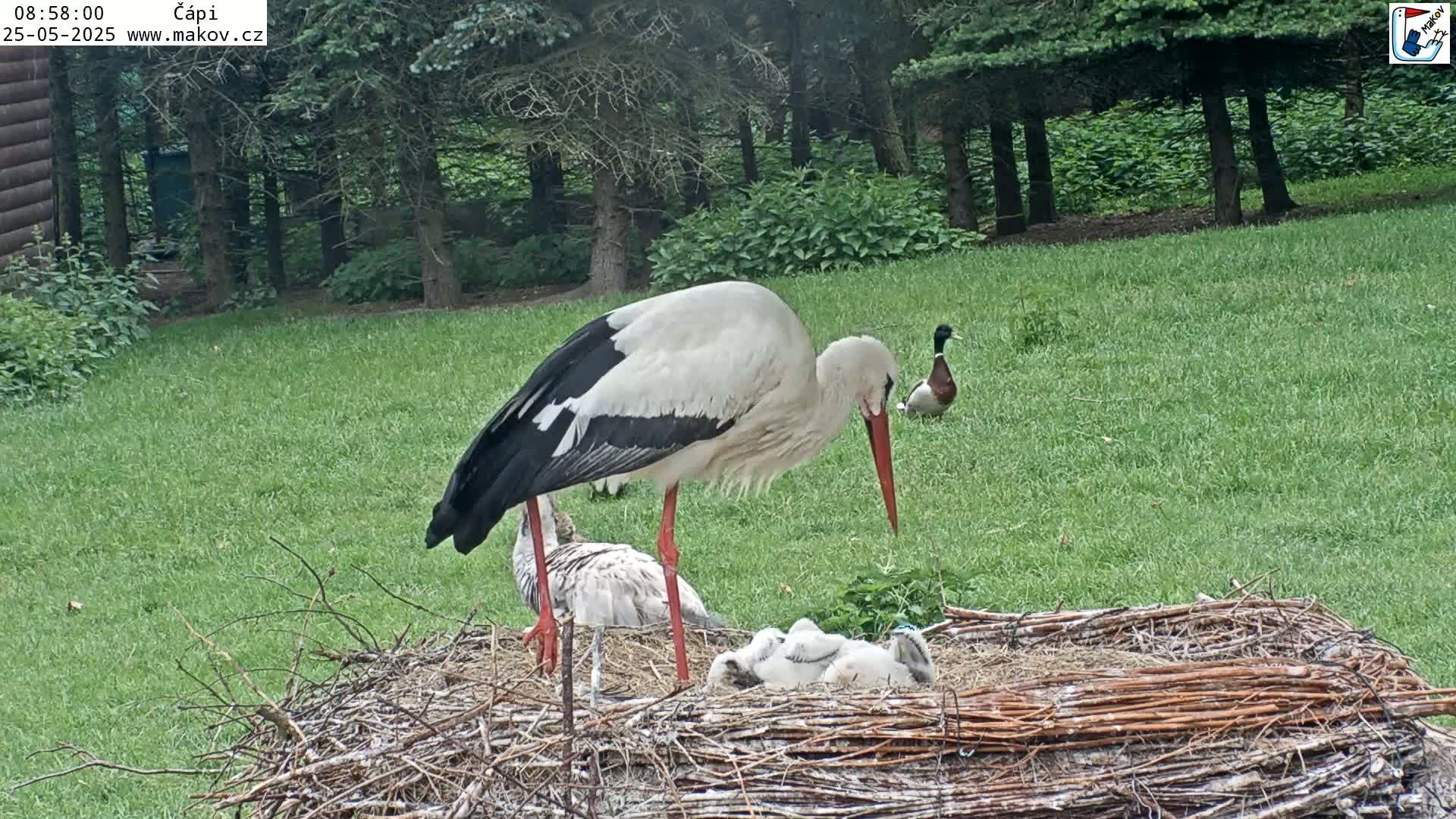 Pisek, Makov Animal Rescue Station Nest Live Cam - Cizova, Pisek, Juhočeský Kraj (South Bohemian), Czechia