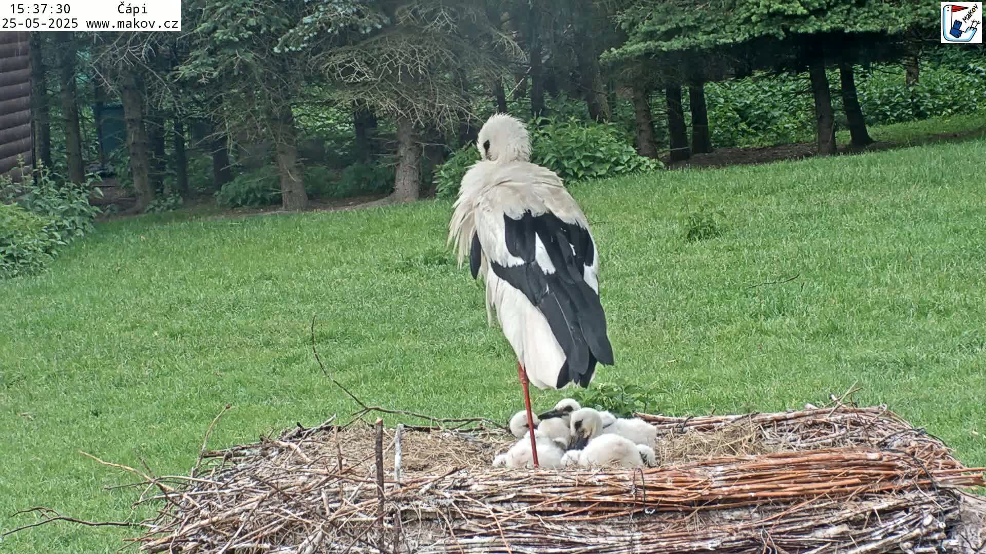 A white stork stands over several small chicks nestled in a large nest on a grassy lawn under a partly shaded area.