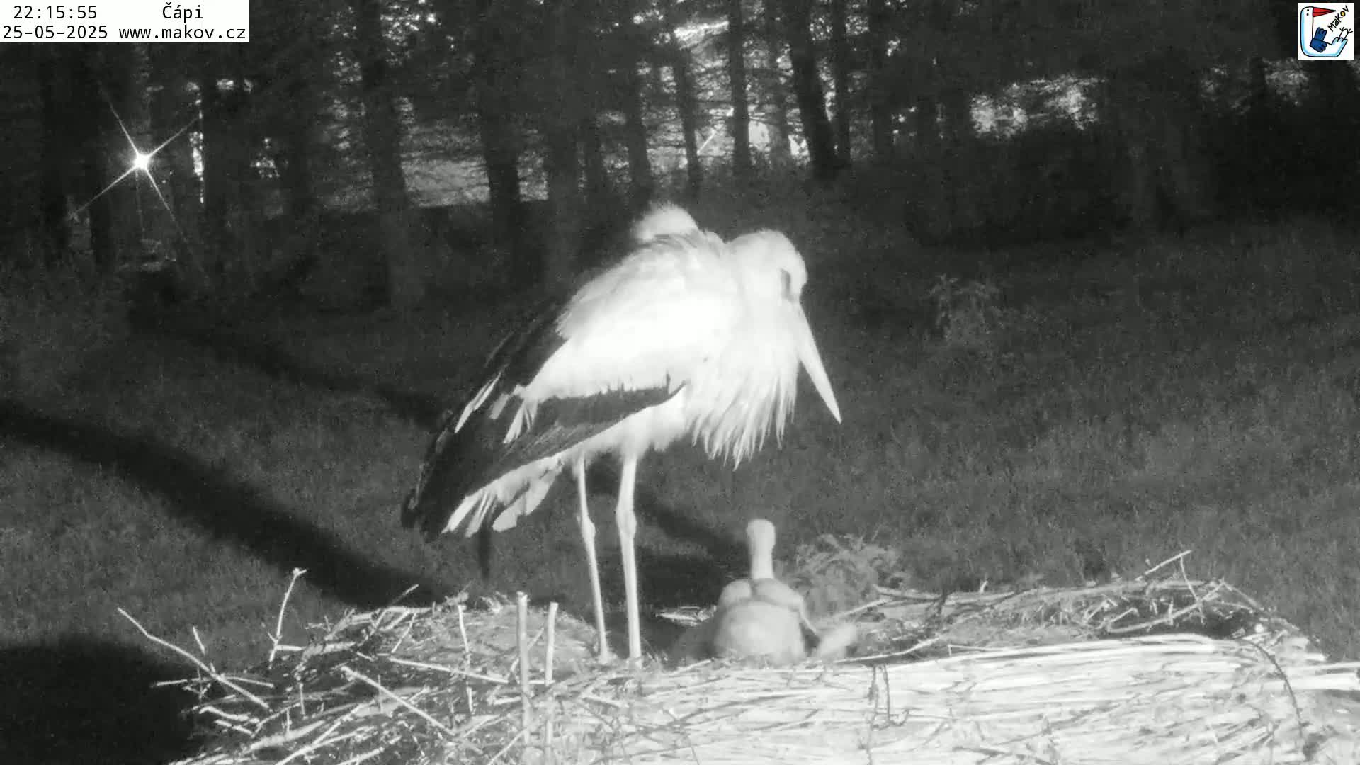A white stork stands over a nestling in its nest at night, under a dark, tree-lined sky.