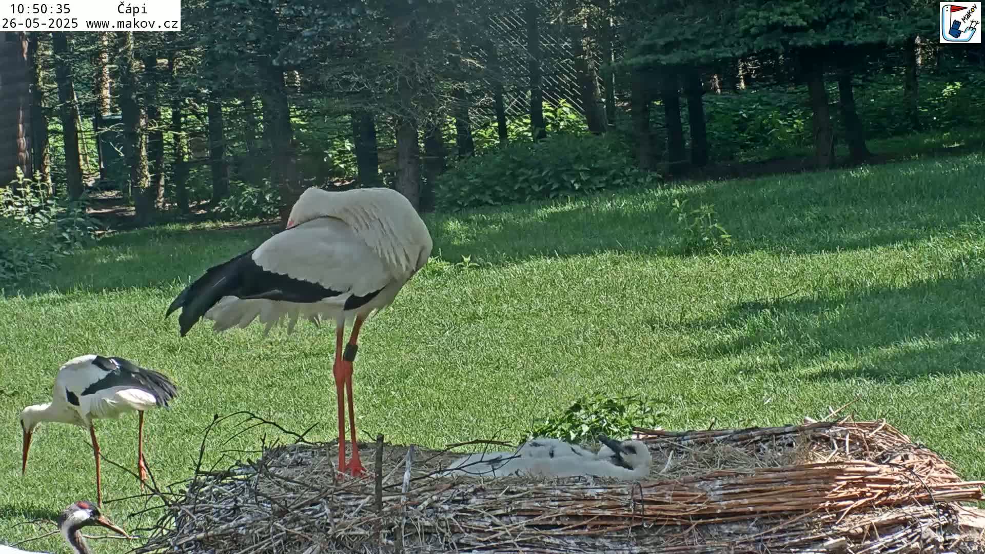 Two adult storks and two chicks are at a nest in a sunny, grassy area next to a line of trees.
