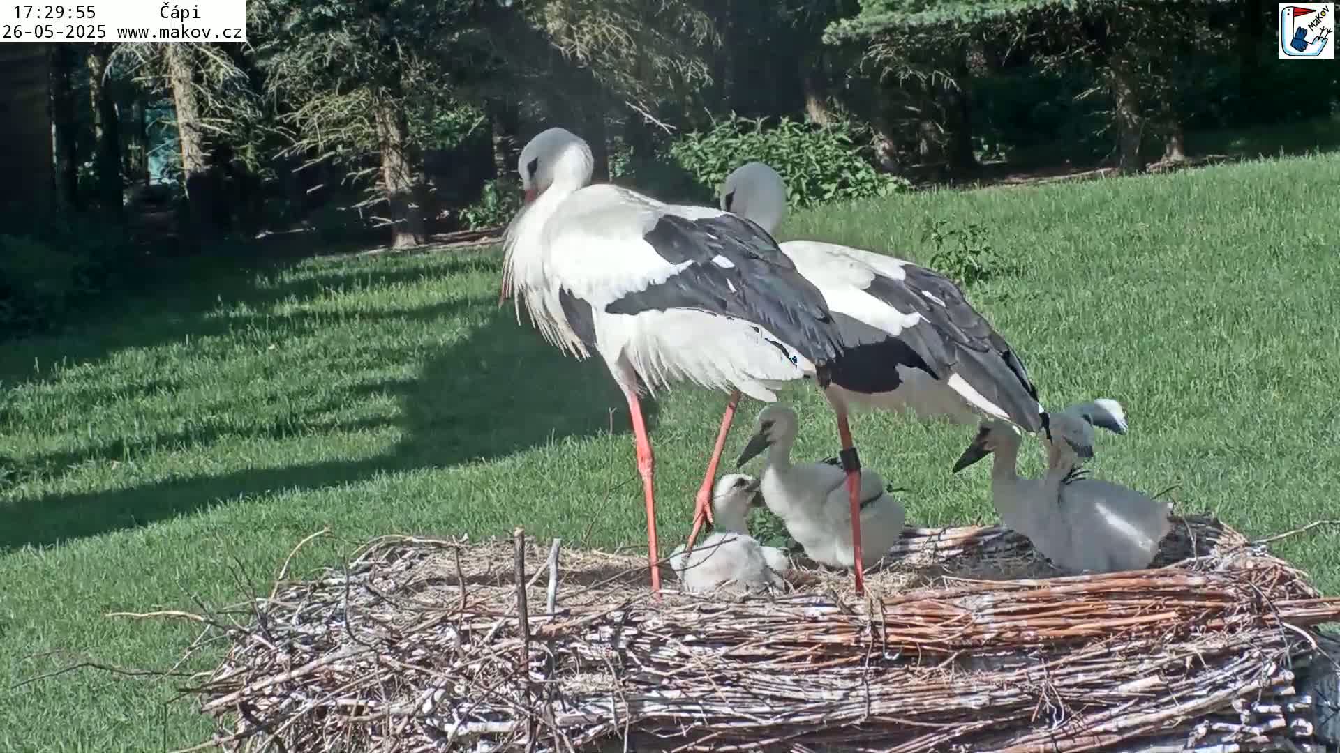 Two adult white storks stand over three young storks in a large nest on a sunny, grassy lawn.