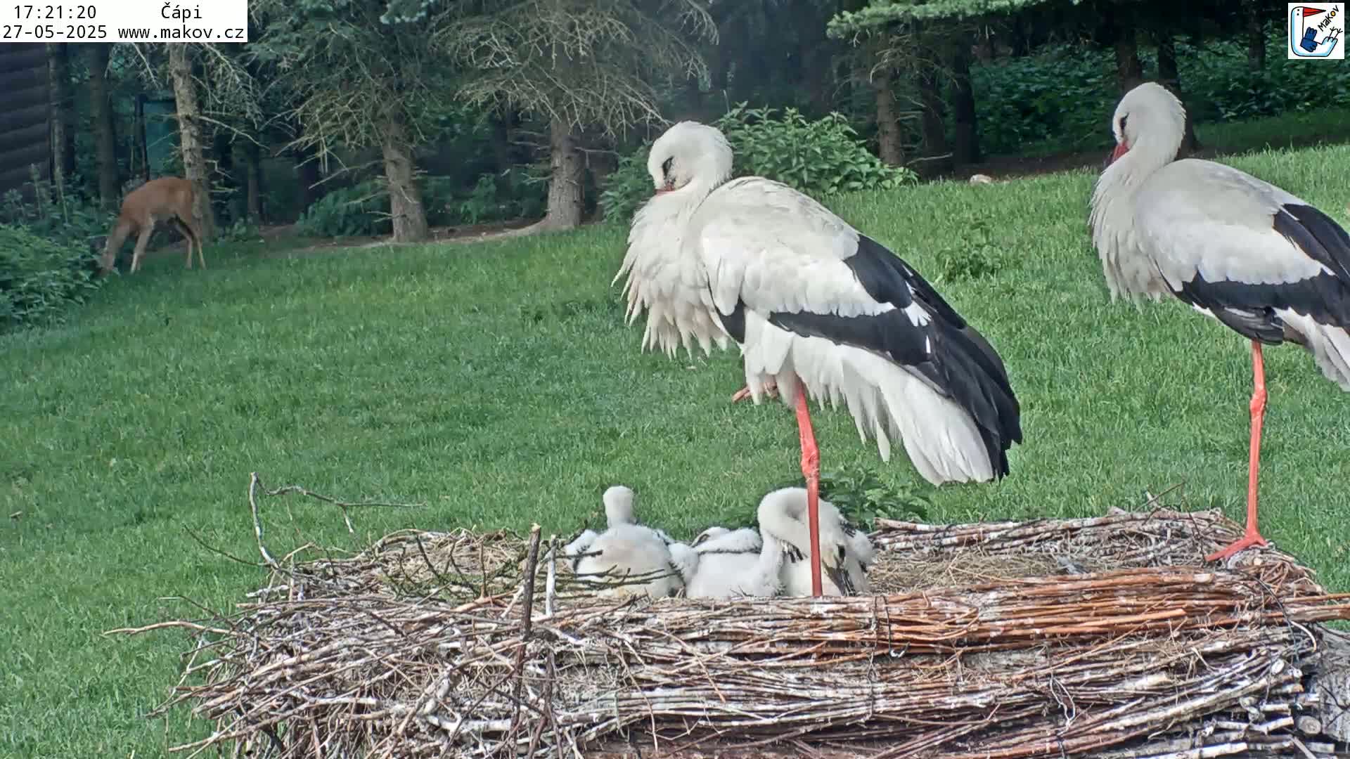 Two adult storks stand near a large nest containing several young storks, while a deer grazes in the background on a grassy lawn on a sunny day.