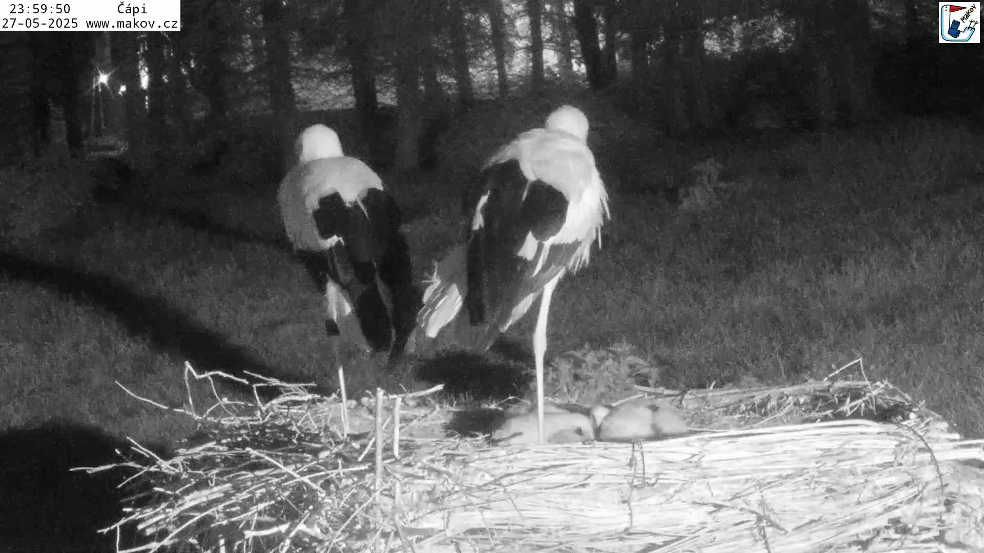 Two storks stand over several small chicks in a nest at night.