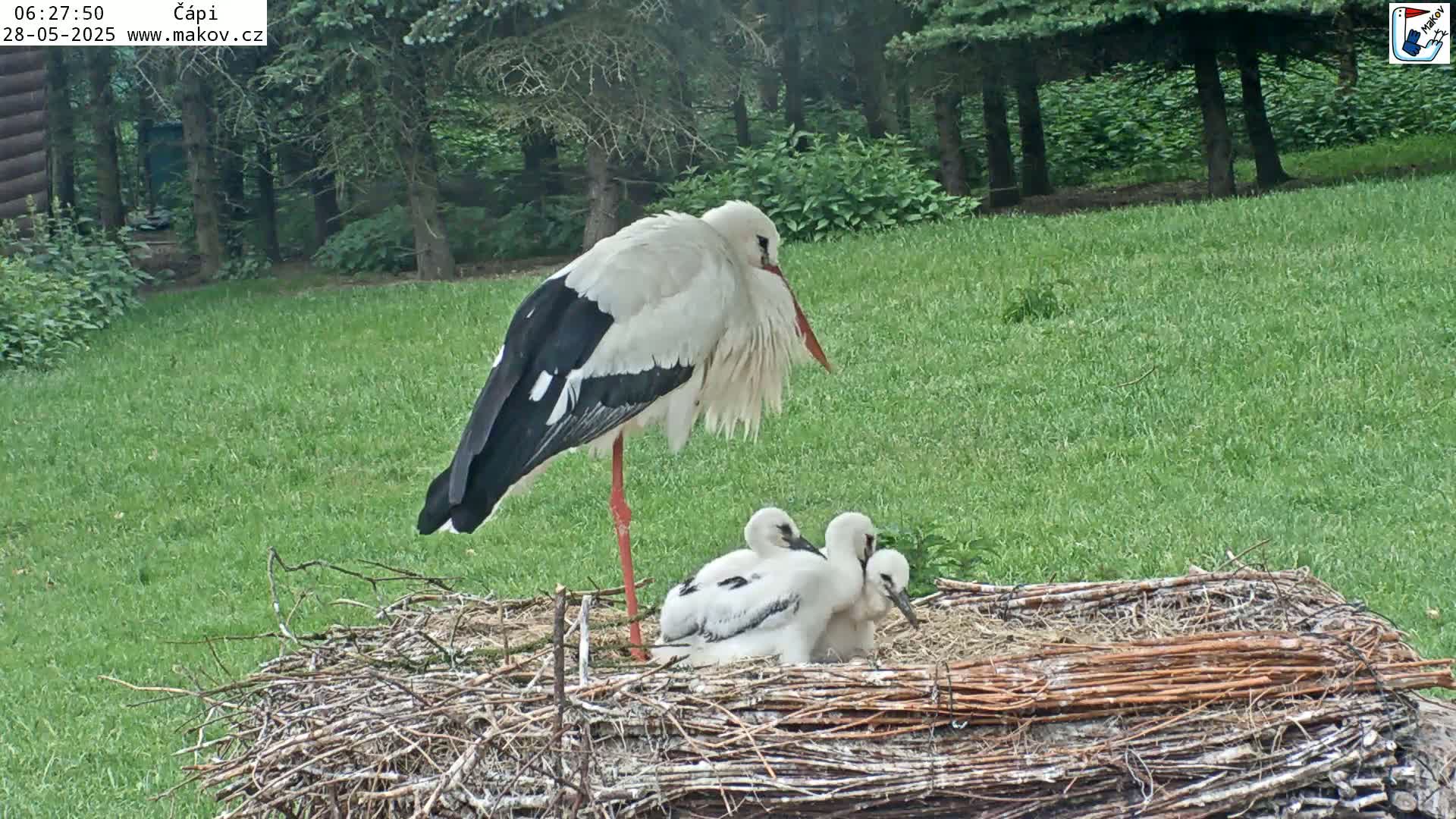 Pisek, Makov Animal Rescue Station Nest Live Cam - Cizova, Pisek, Juhočeský Kraj (South Bohemian), Czechia