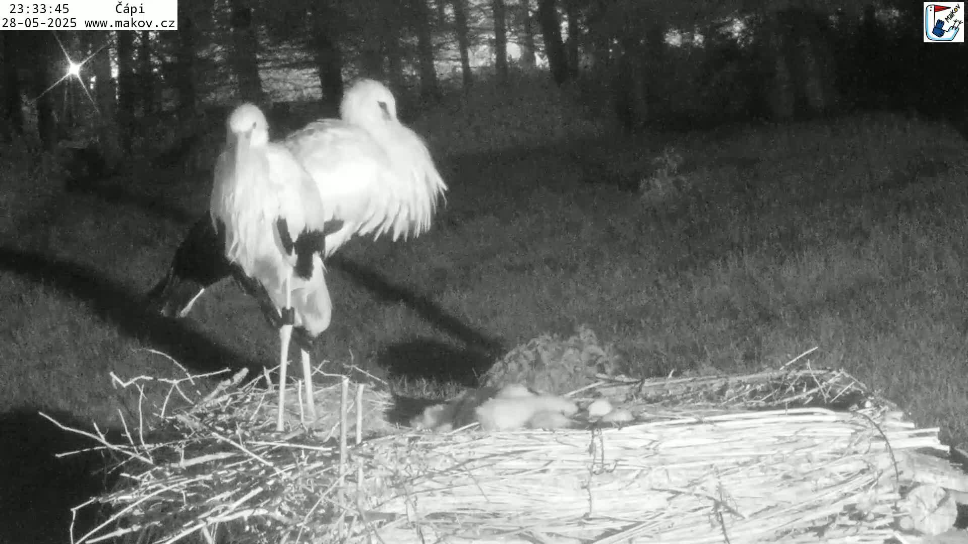 Two storks stand over a nest containing several small birds at night.