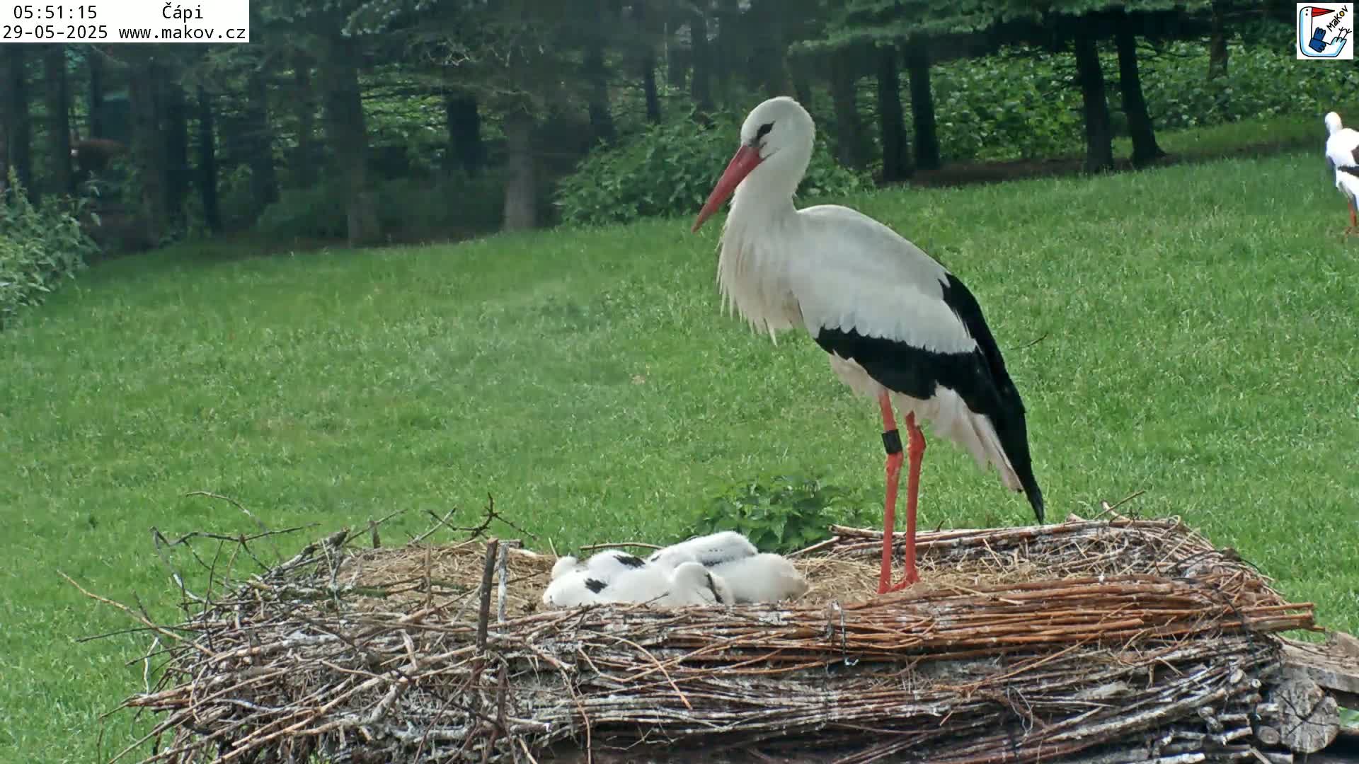 A white stork stands next to its nest containing several small chicks in a grassy area on a partly sunny day.
