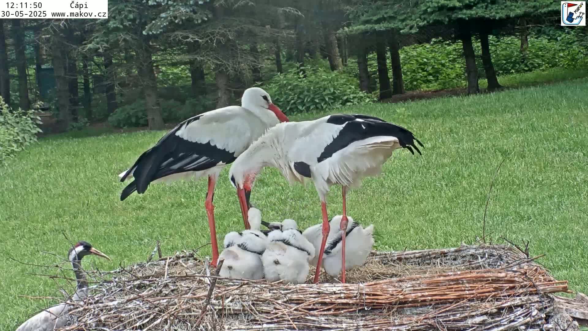 Two adult white storks tend to their young in a large nest situated on a grassy area near a wooded backdrop on a sunny day.
