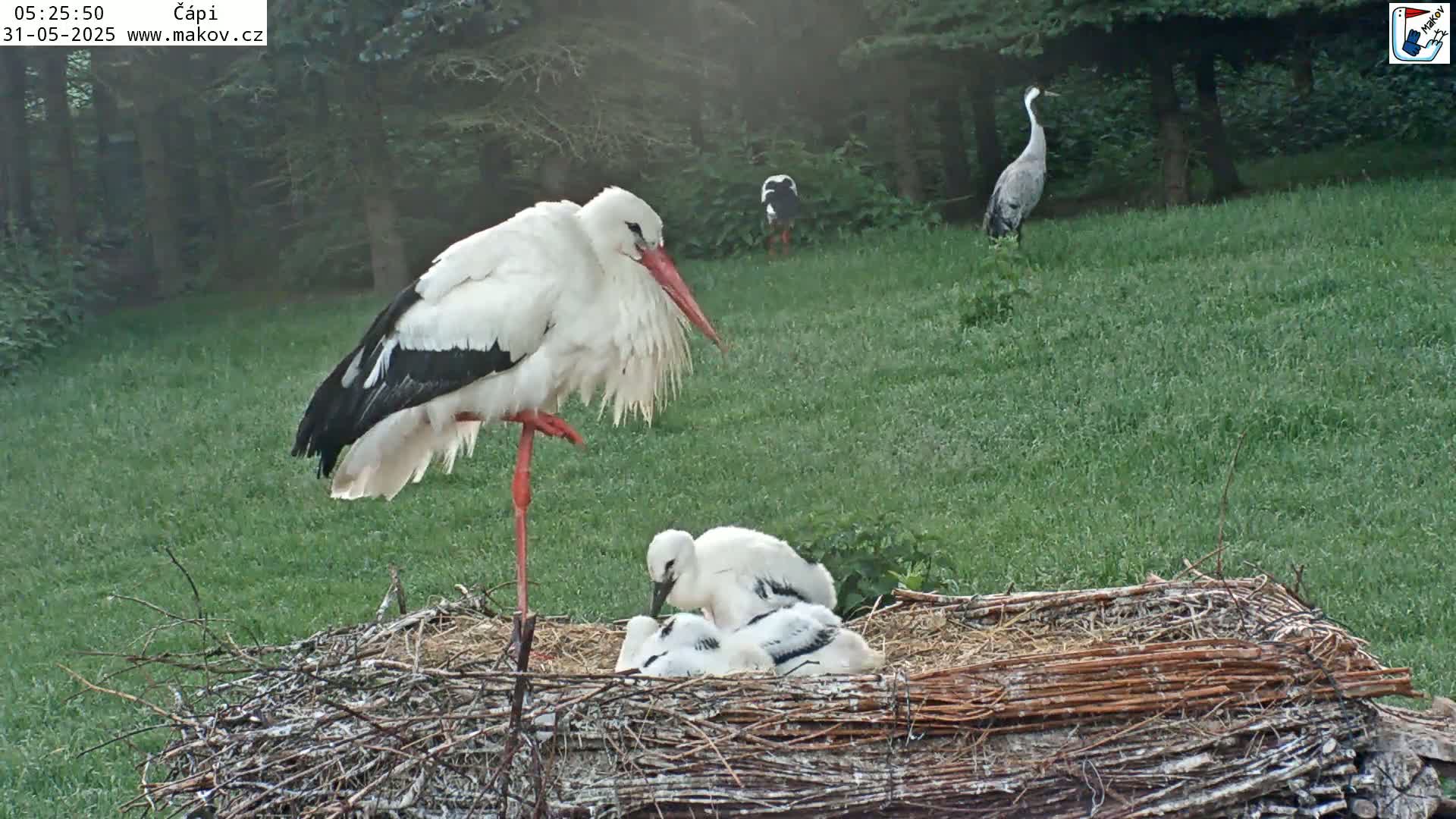 A white stork stands on one leg next to its nest containing several chicks, while other birds are visible in the background on a grassy field.