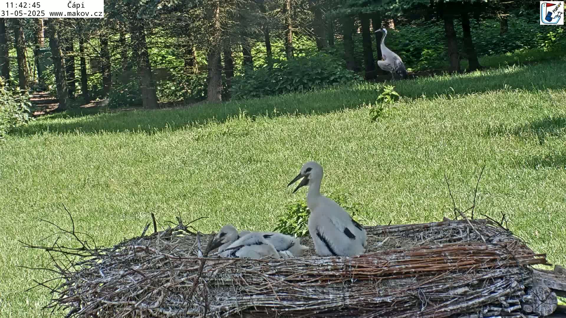 A large stork stands in a nest with two smaller storks, all situated in a grassy area next to a wooded area on a sunny day.