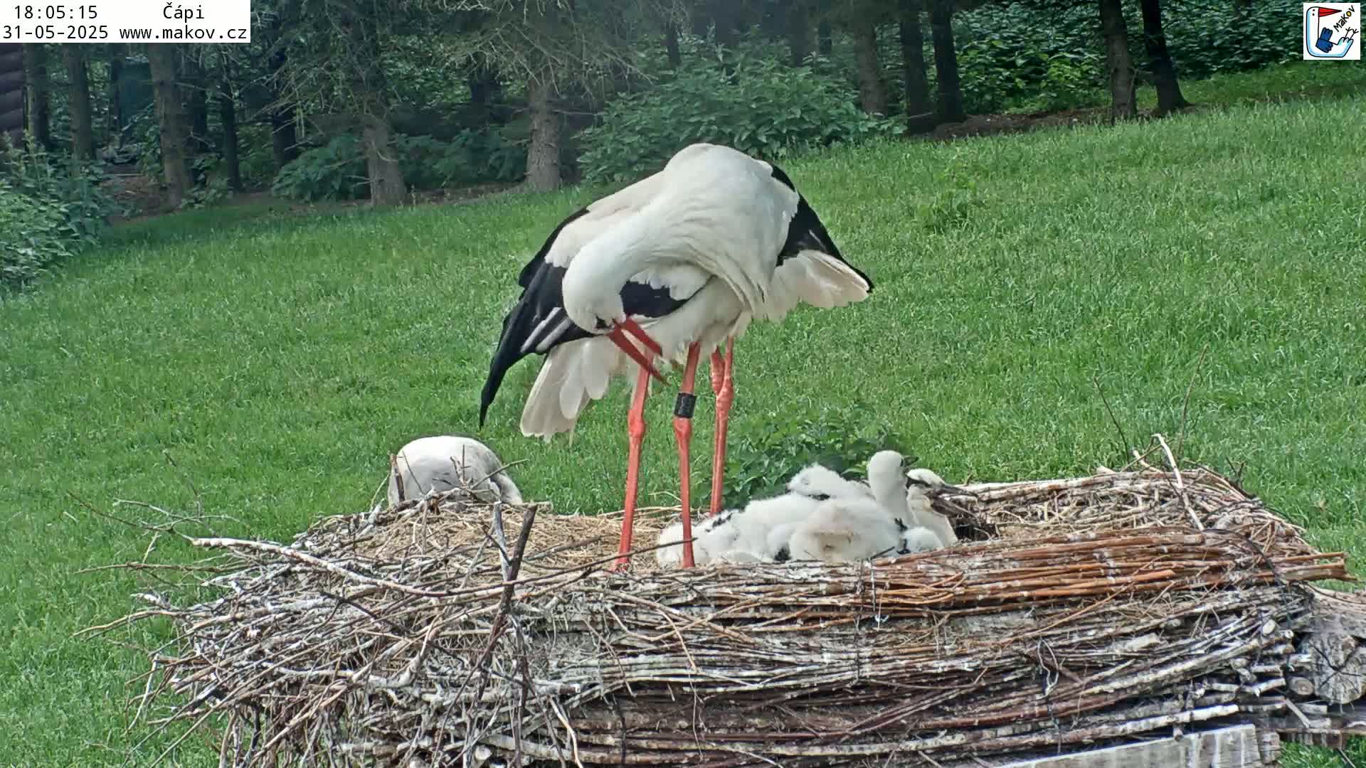 An adult white stork attends to its young in a large nest on a grassy lawn under a partly sunny sky.