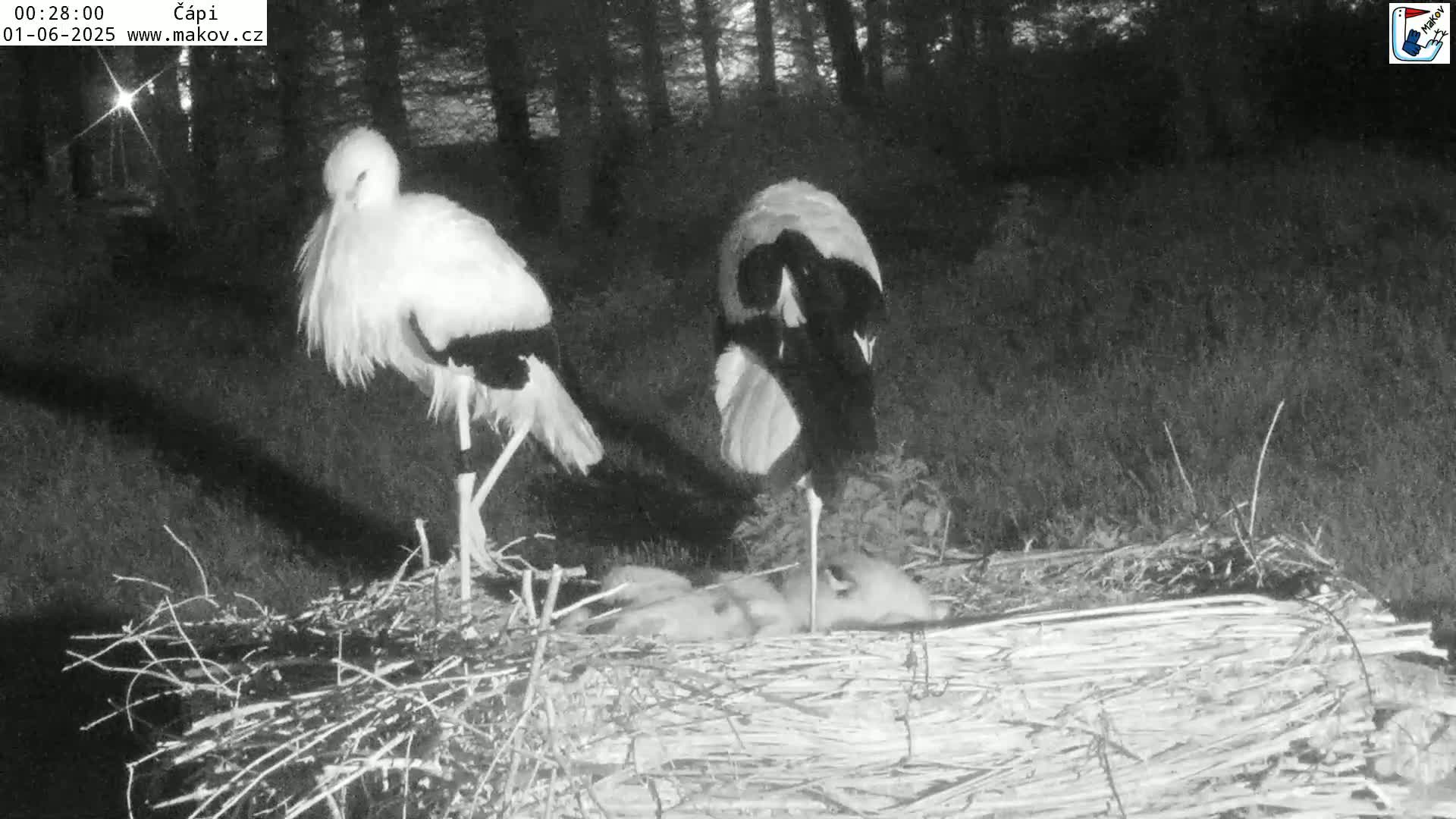 Pisek, Makov Animal Rescue Station Nest Live Cam - Cizova, Pisek, Juhočeský Kraj (South Bohemian), Czechia