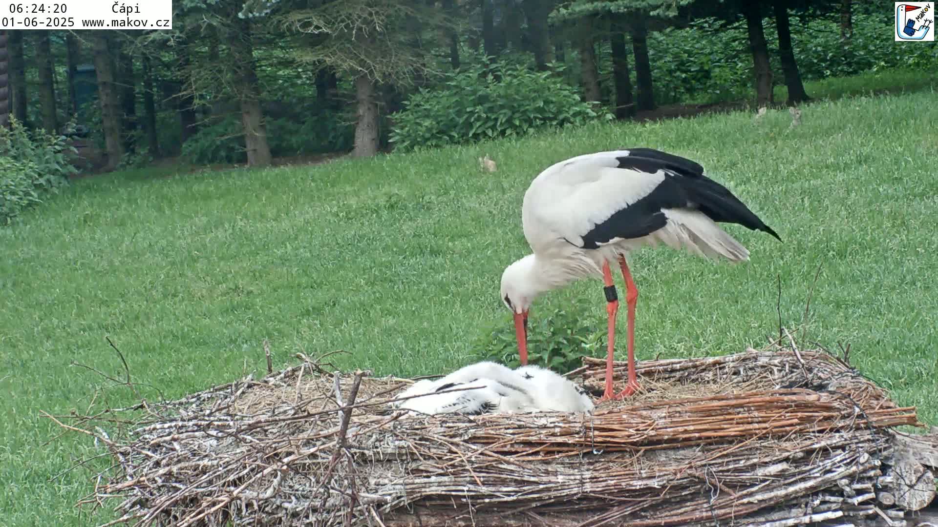 Pisek, Makov Animal Rescue Station Nest Live Cam - Cizova, Pisek, Juhočeský Kraj (South Bohemian), Czechia