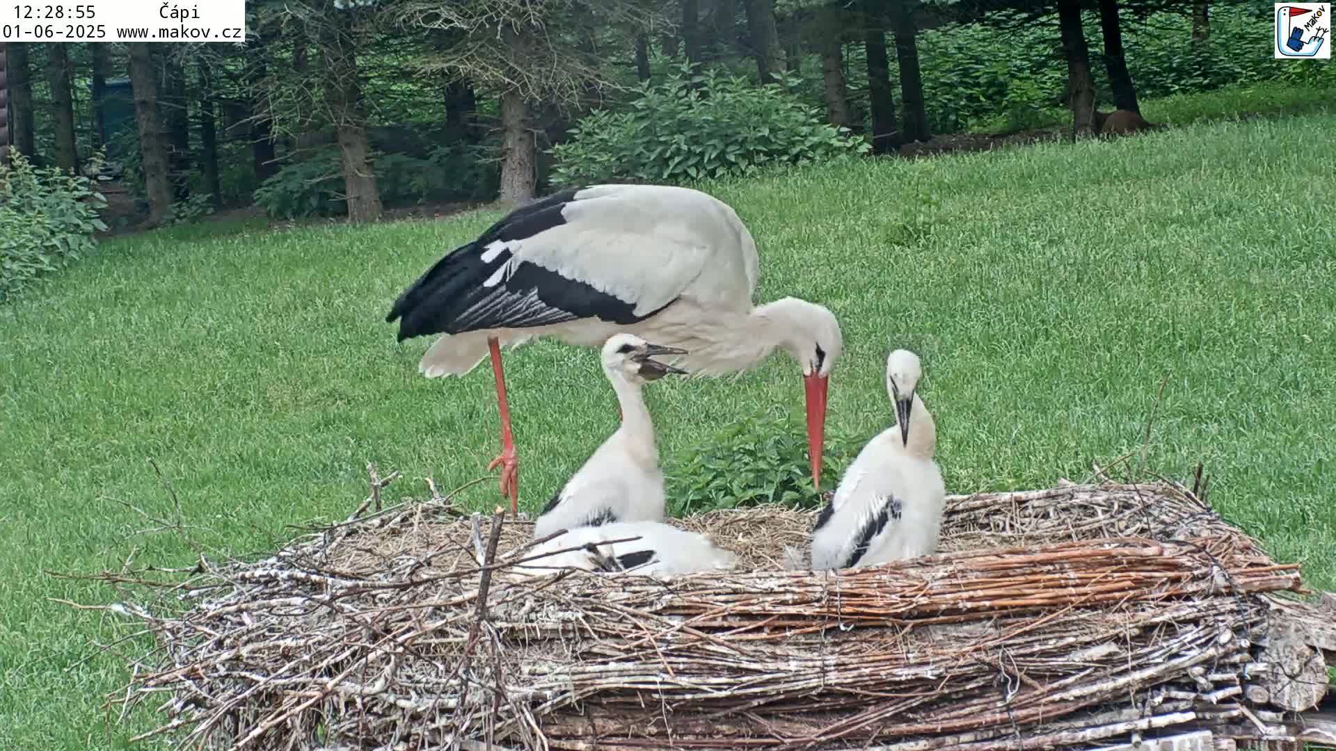 An adult white stork feeds two young storks in a large nest situated on a grassy lawn under a canopy of trees.