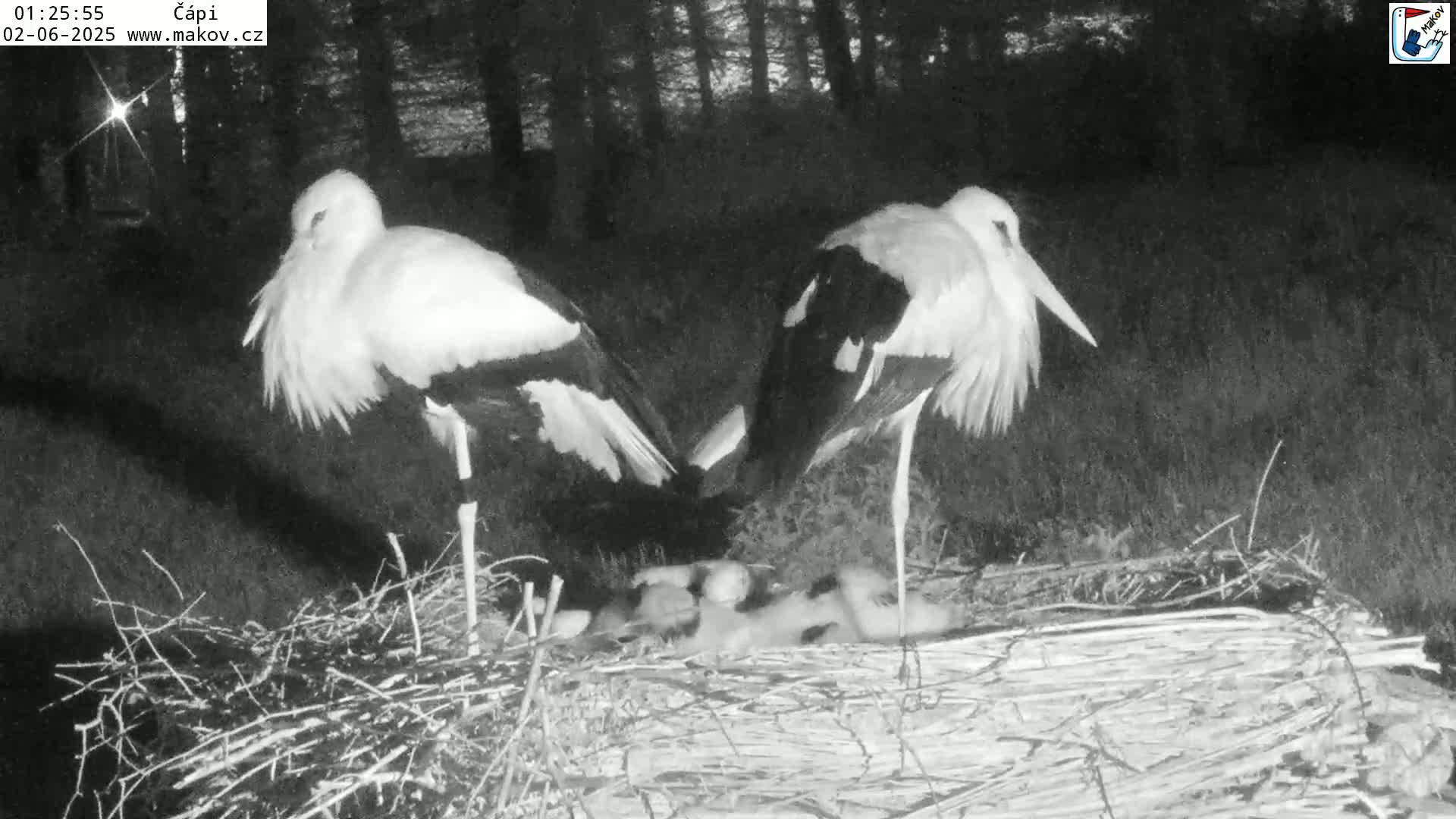 Two white storks stand over a nest of baby storks at night.