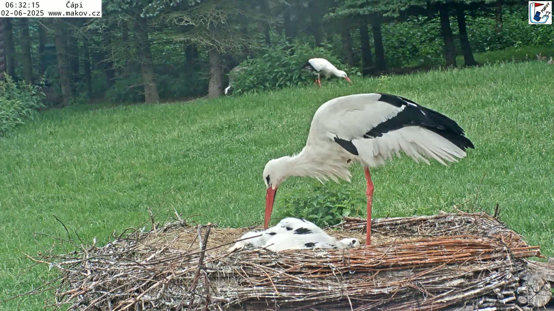 Pisek, Makov Animal Rescue Station Nest Live Cam - Cizova, Pisek, Juhočeský Kraj (South Bohemian), Czechia