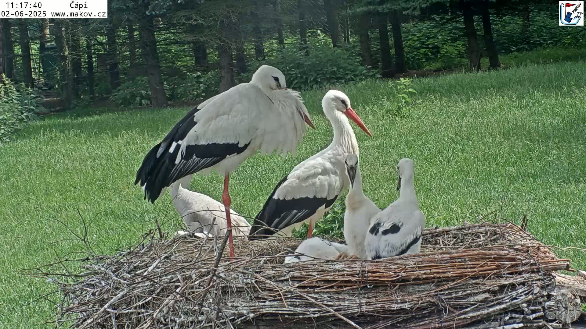 Two adult white storks and two young storks are perched on a large nest in a grassy field on a sunny day.
