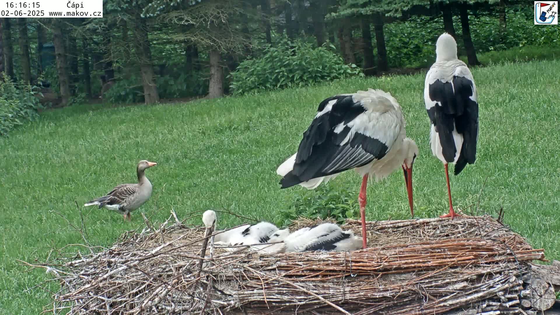 Two adult storks stand near a large nest containing several stork chicks, while a goose stands on the grass nearby.