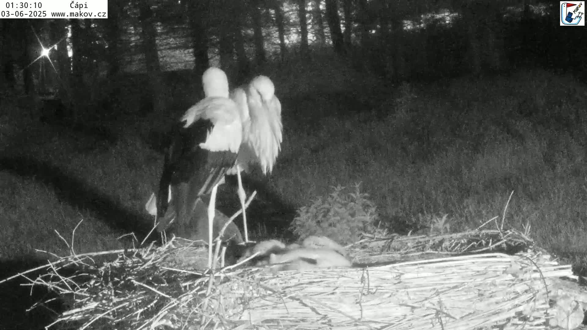 Pisek, Makov Animal Rescue Station Nest Live Cam - Cizova, Pisek, Juhočeský Kraj (South Bohemian), Czechia