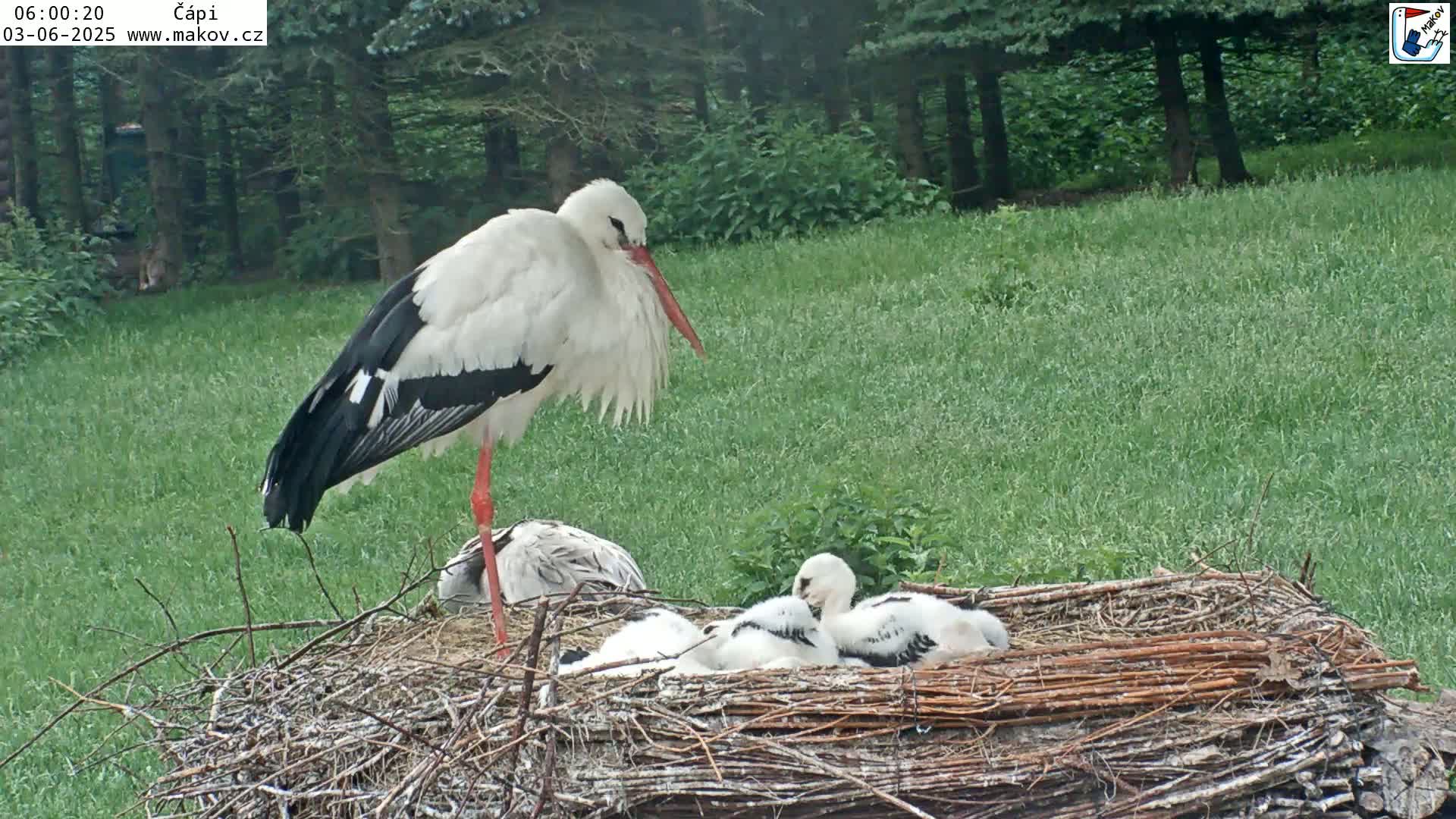 Pisek, Makov Animal Rescue Station Nest Live Cam - Cizova, Pisek, Juhočeský Kraj (South Bohemian), Czechia