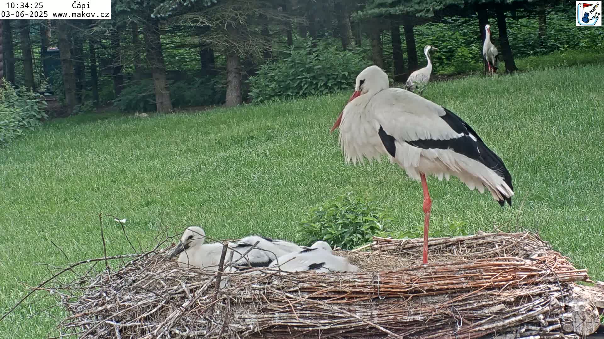 A white stork stands over its nest containing several young chicks in a grassy area near a wooded copse.