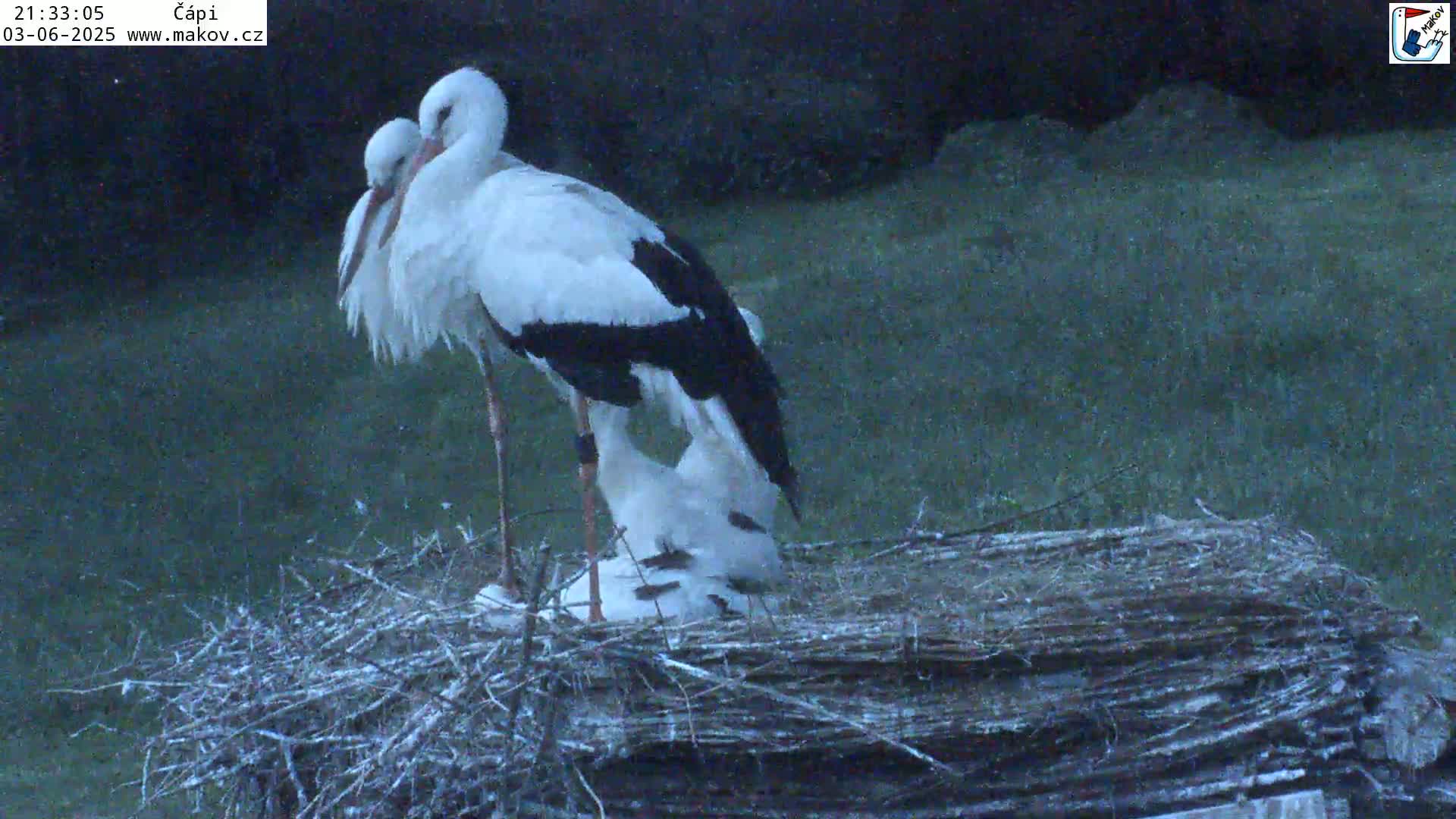 Two white storks with black wingtips are nestled together in a large nest at night.