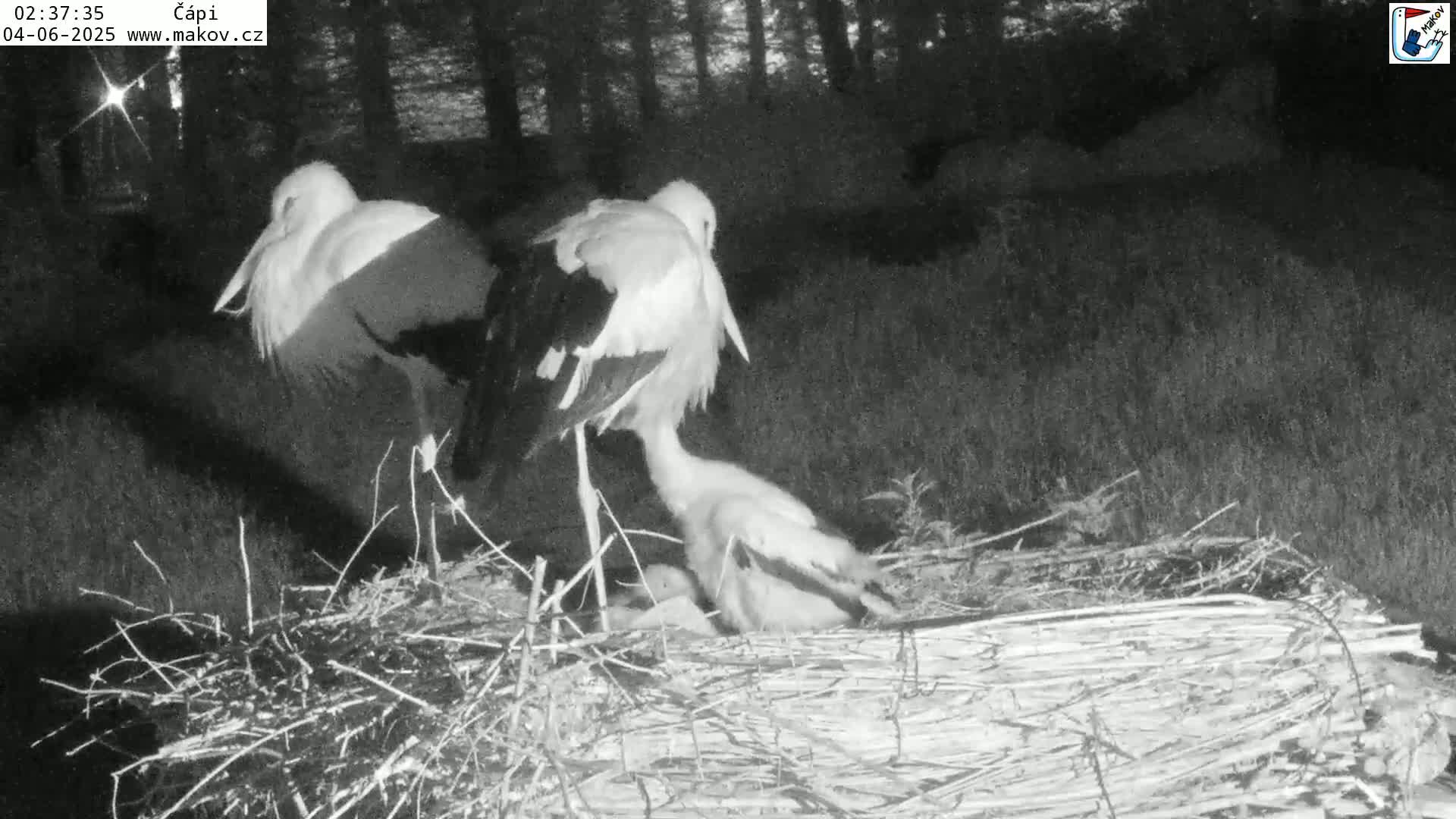 Pisek, Makov Animal Rescue Station Nest Live Cam - Cizova, Pisek, Juhočeský Kraj (South Bohemian), Czechia