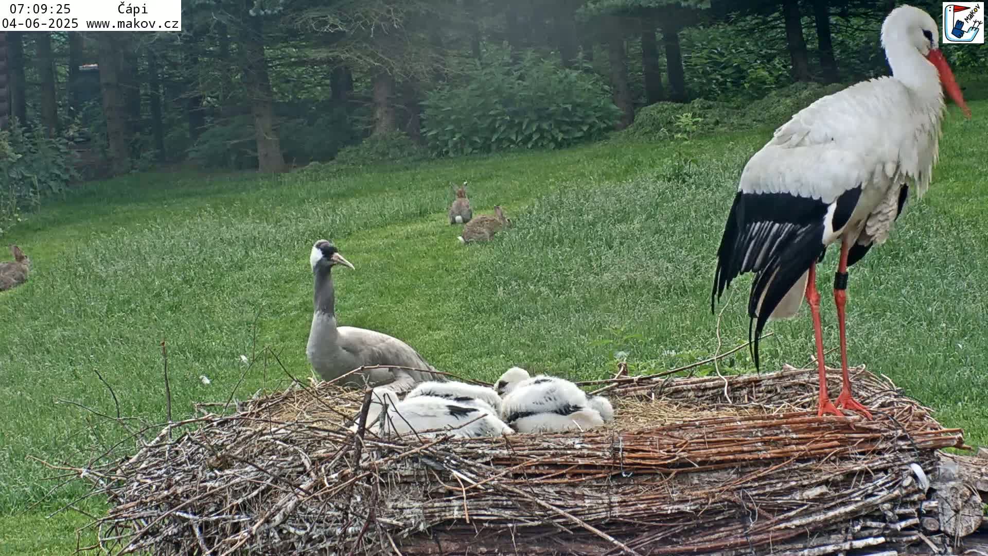 Pisek, Makov Animal Rescue Station Nest Live Cam - Cizova, Pisek, Juhočeský Kraj (South Bohemian), Czechia