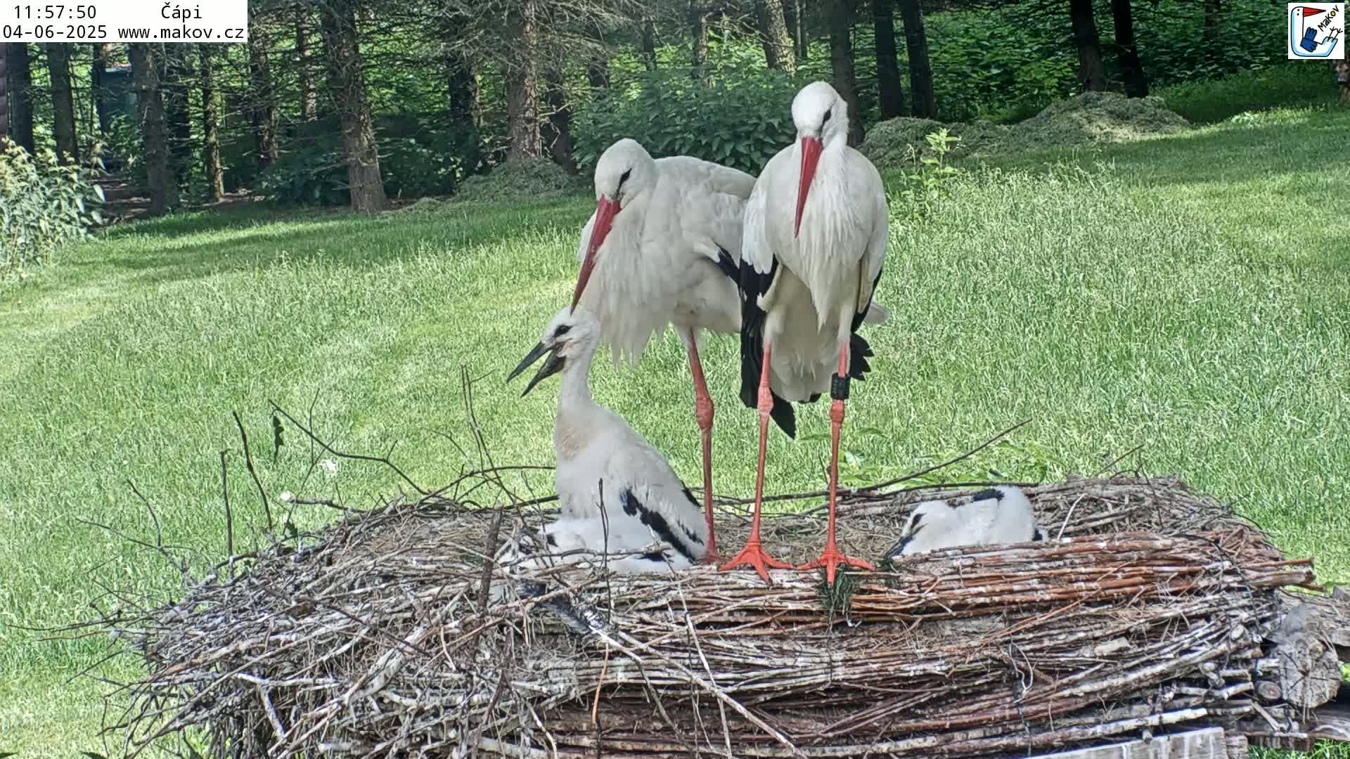 Two adult white storks stand over two chicks in a large nest situated in a grassy area bordered by trees on a sunny day.