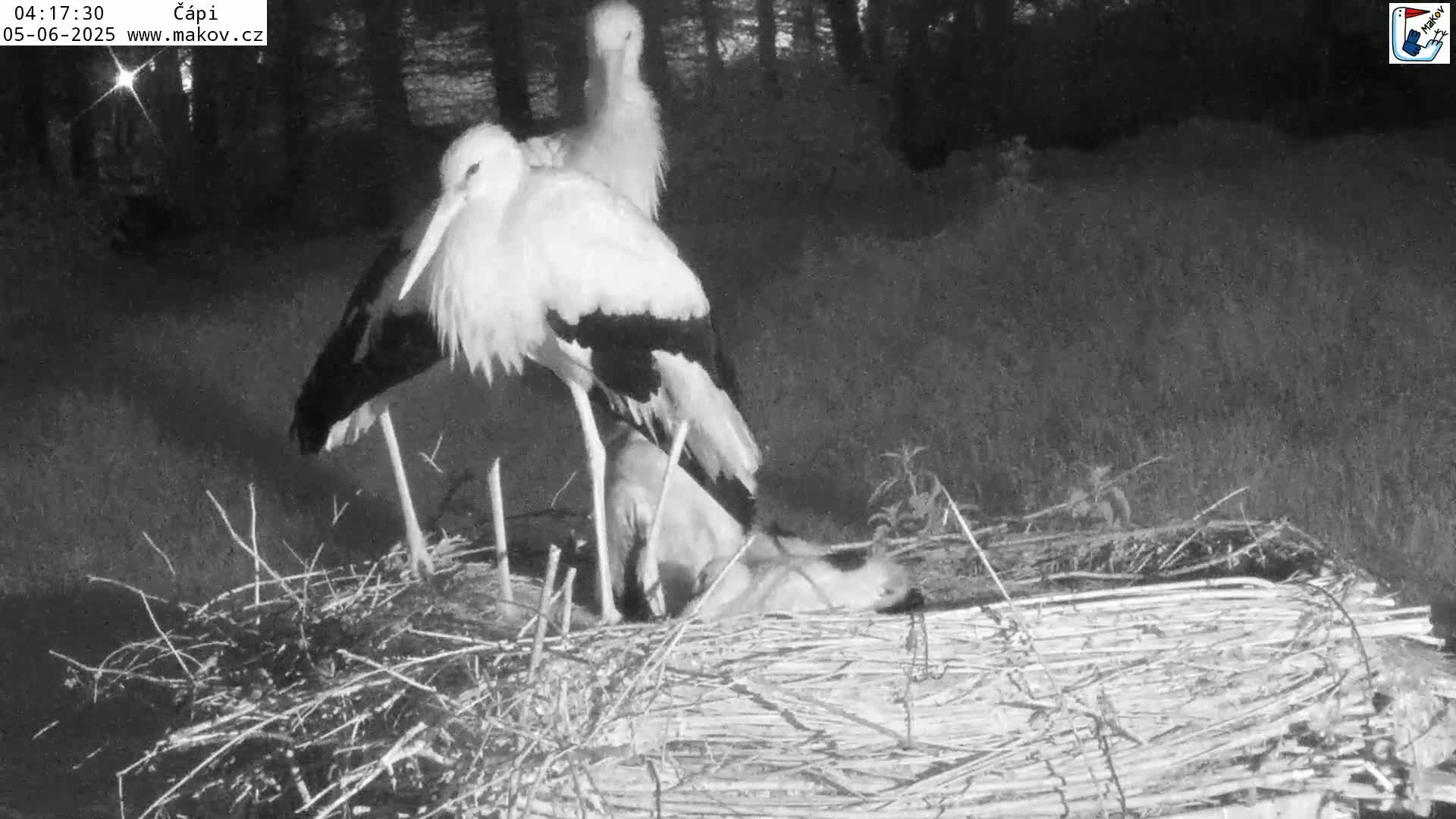 Three white storks are on a large nest at night.