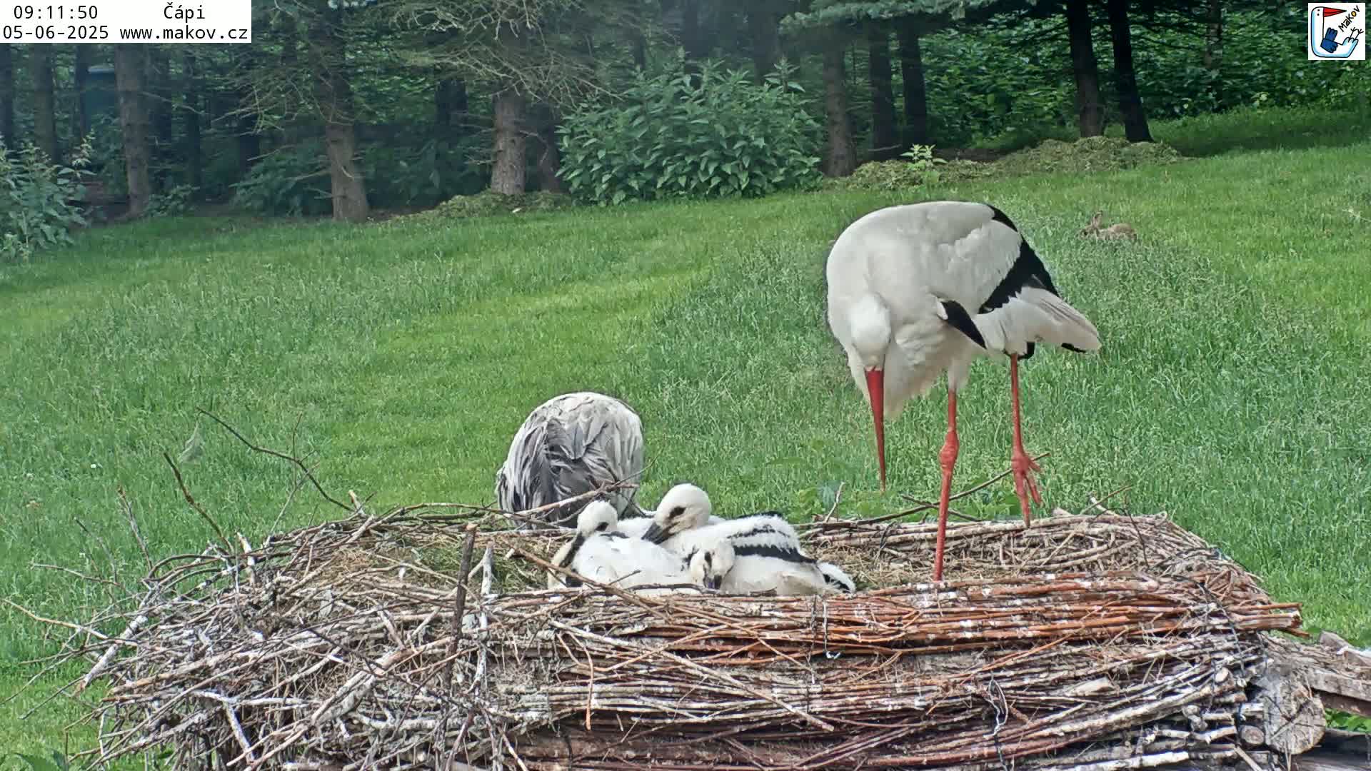 An adult white stork stands over a nest containing three young storks in a grassy area next to a wooded area on a sunny day.
