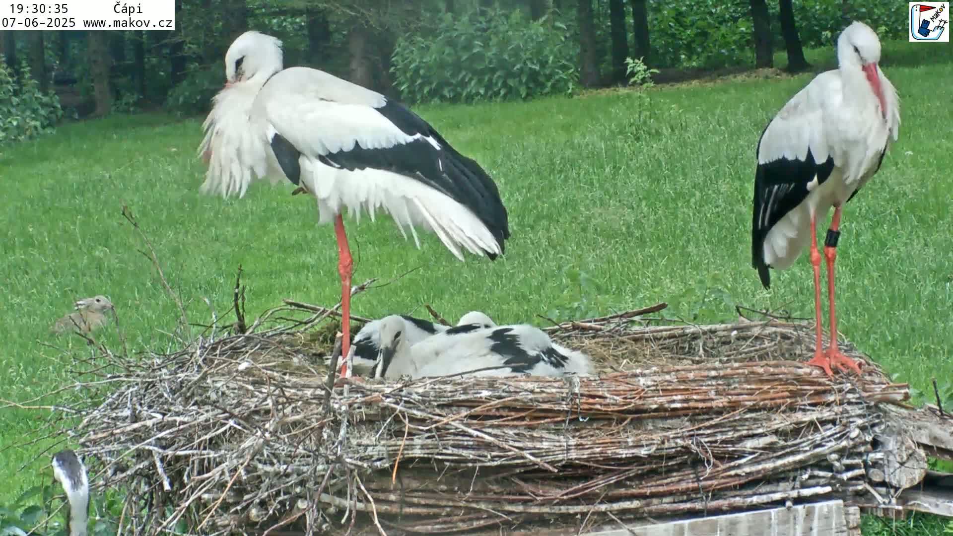 Two adult white storks stand near a large nest containing two young storks, all situated on a grassy area in the daytime.