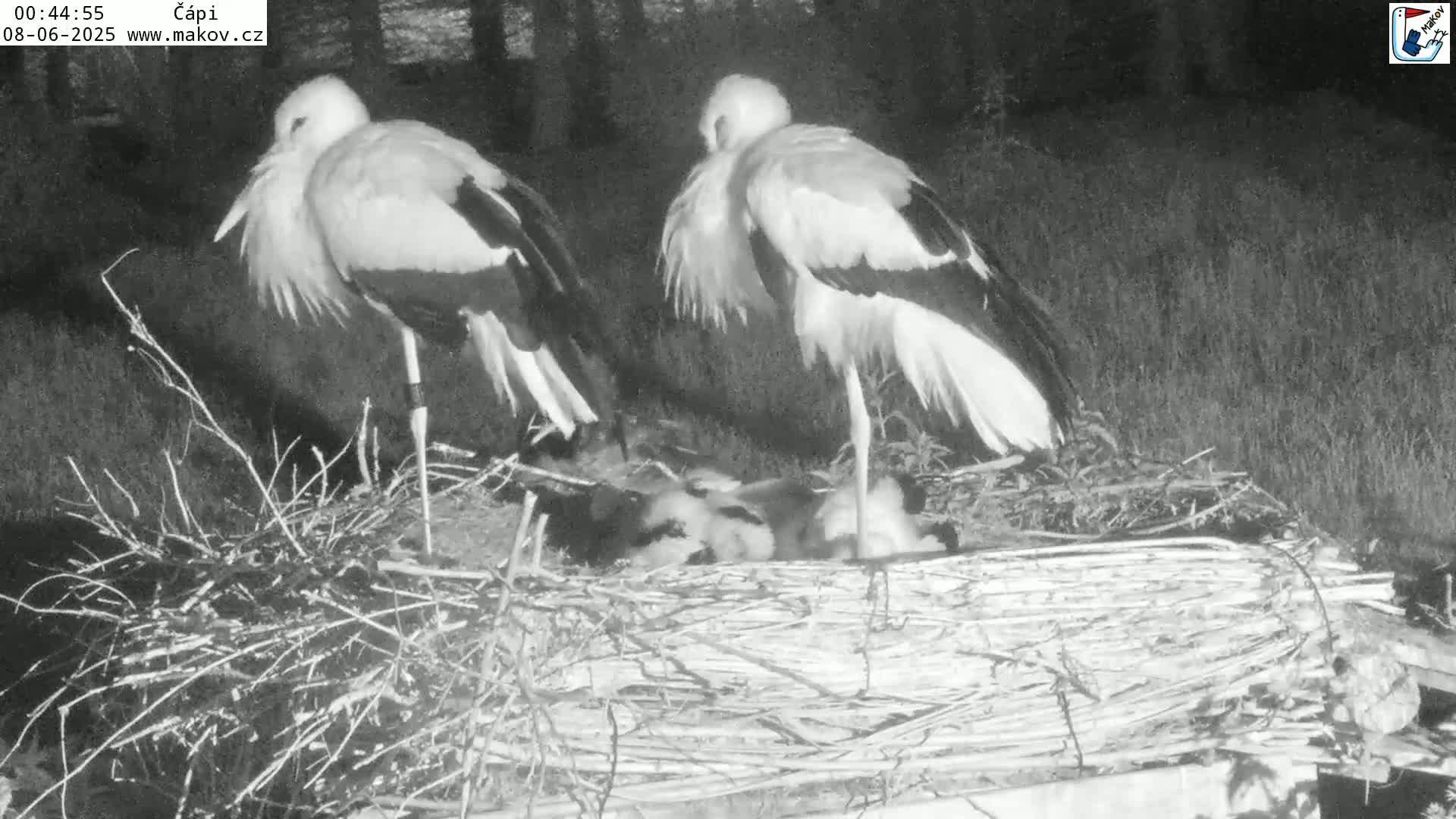 Two white storks sit in a large nest at night, with several young storks nestled below them.