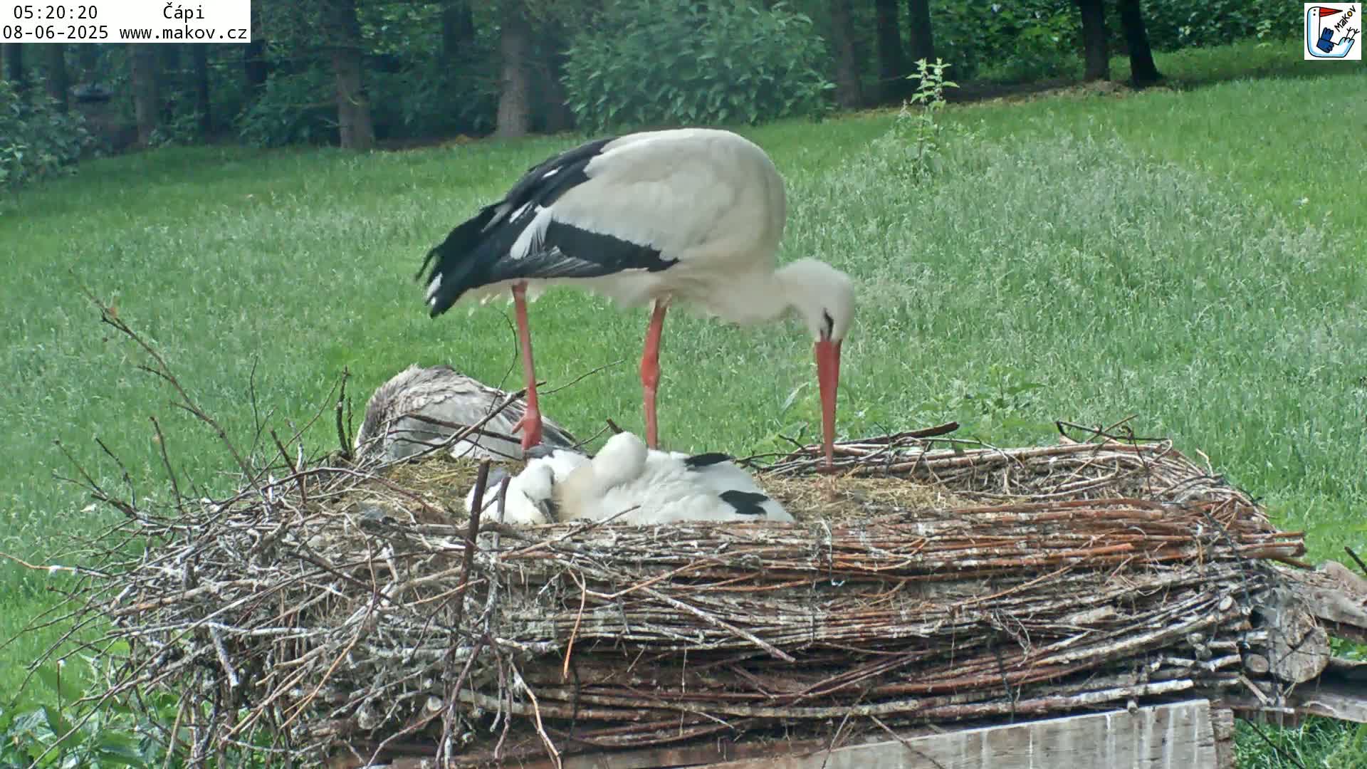 Pisek, Makov Animal Rescue Station Nest Live Cam - Cizova, Pisek, Juhočeský Kraj (South Bohemian), Czechia