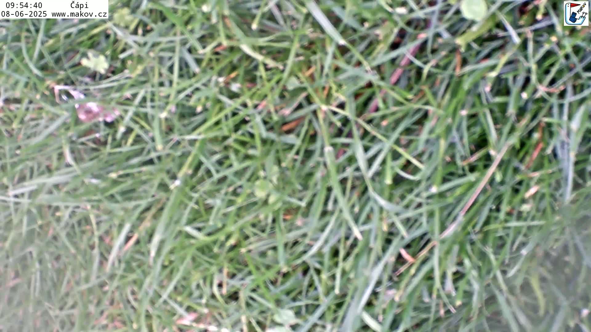 A close-up view of dense, green grass.