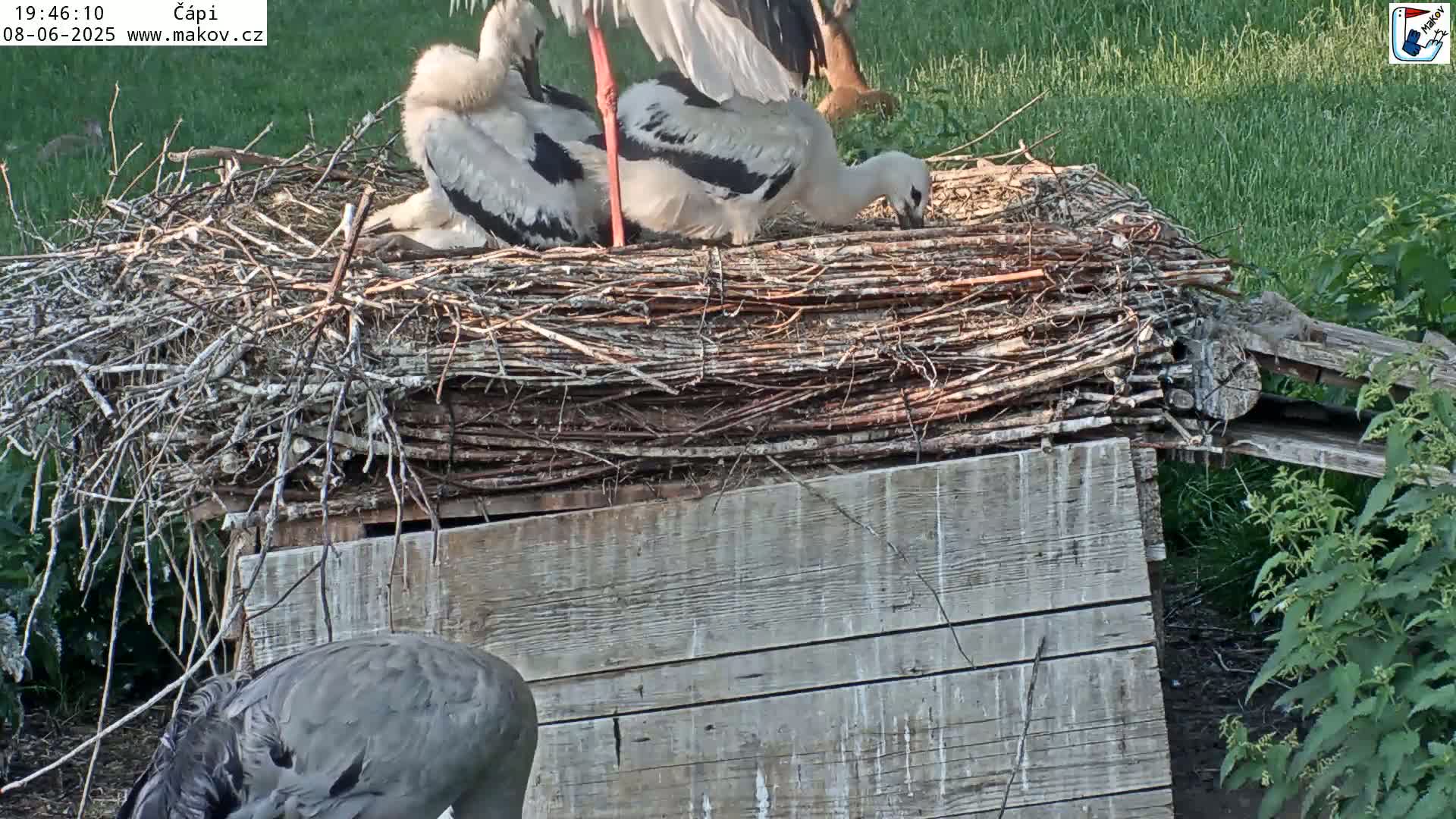 Several white storks are in a large nest built atop a wooden structure in a grassy area.