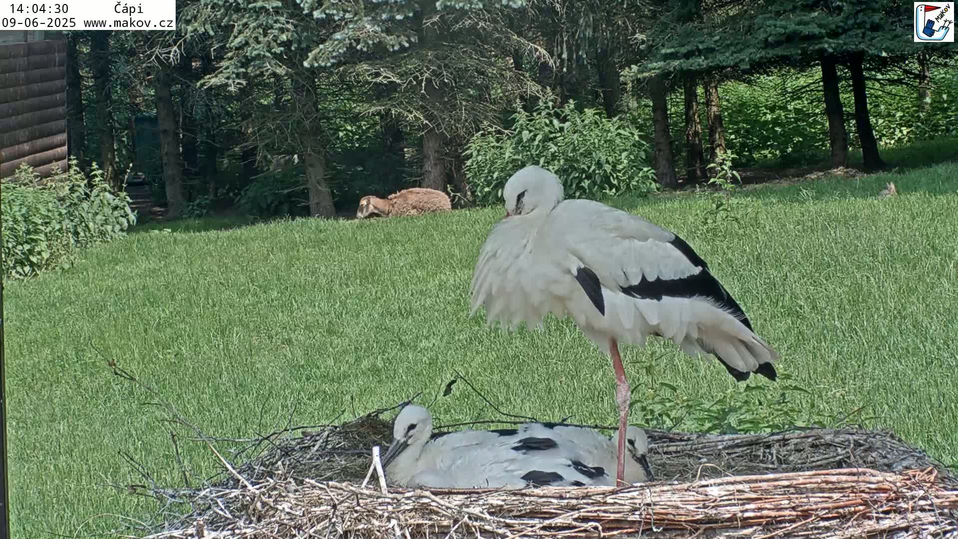 A white stork stands over a nest containing two younger storks in a grassy area next to a wooded area on a sunny day.