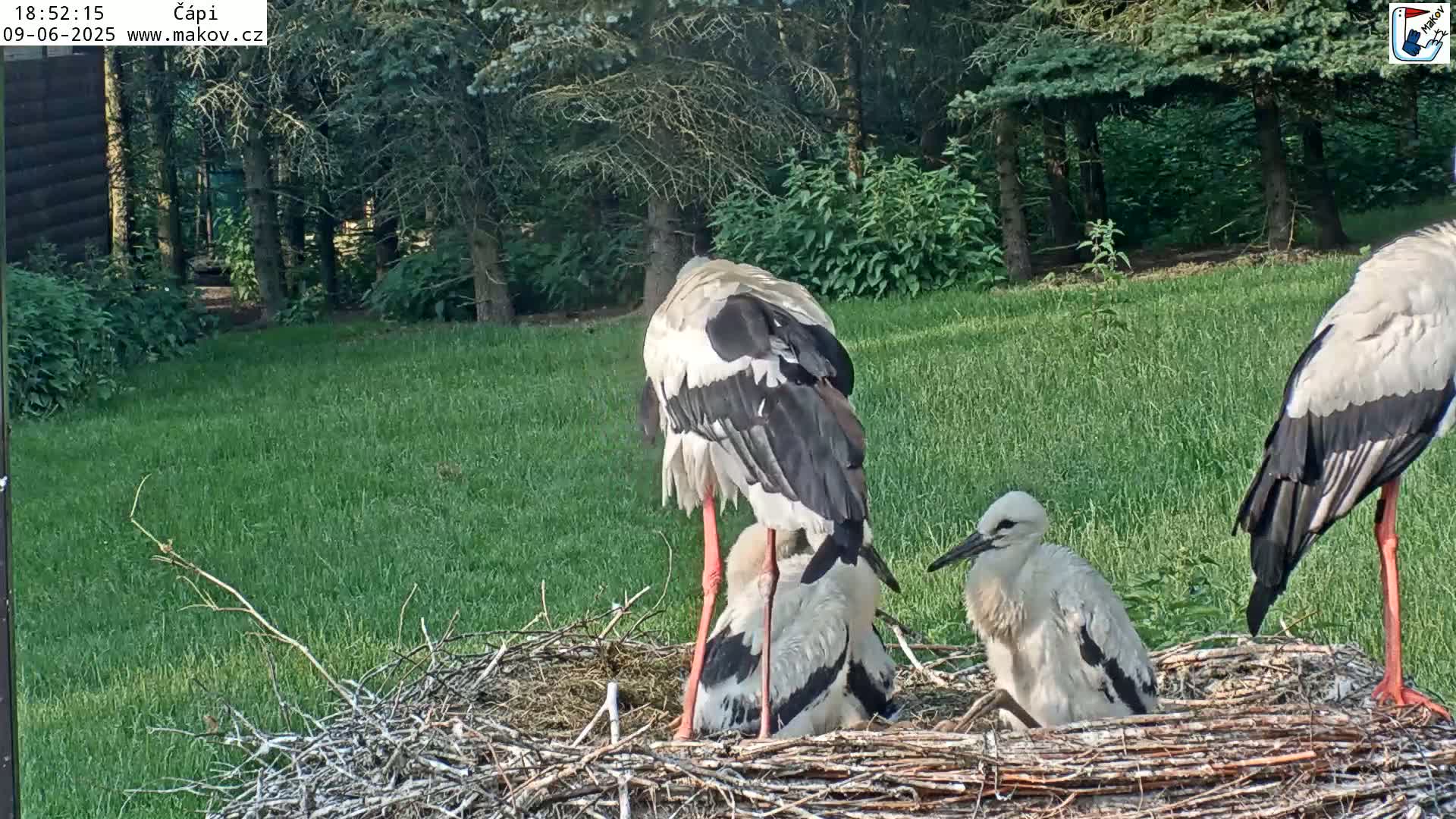 Two adult storks and two chicks are nestled together in a large nest on a grassy lawn near some trees in sunny weather.