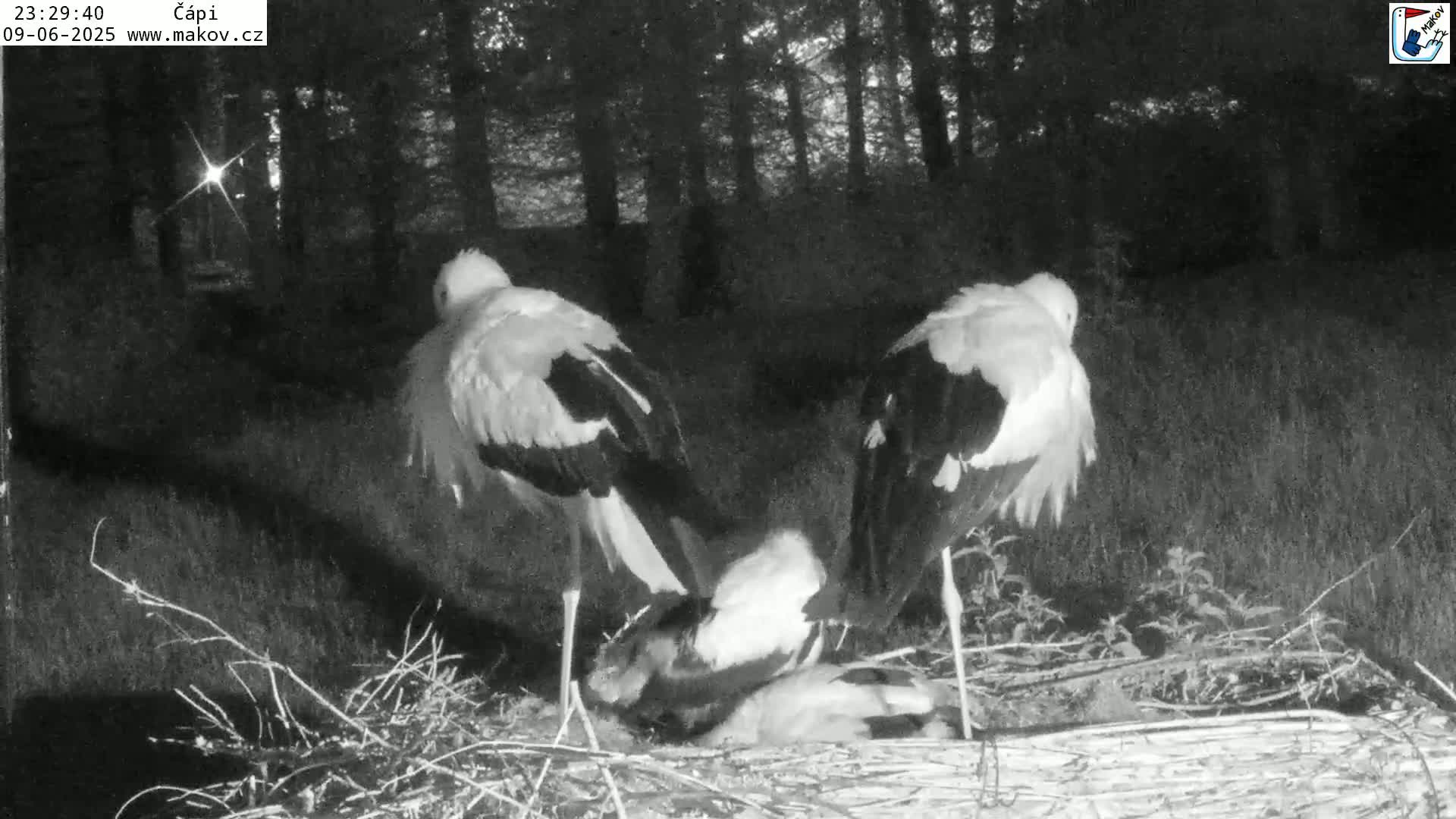 Pisek, Makov Animal Rescue Station Nest Live Cam - Cizova, Pisek, Juhočeský Kraj (South Bohemian), Czechia