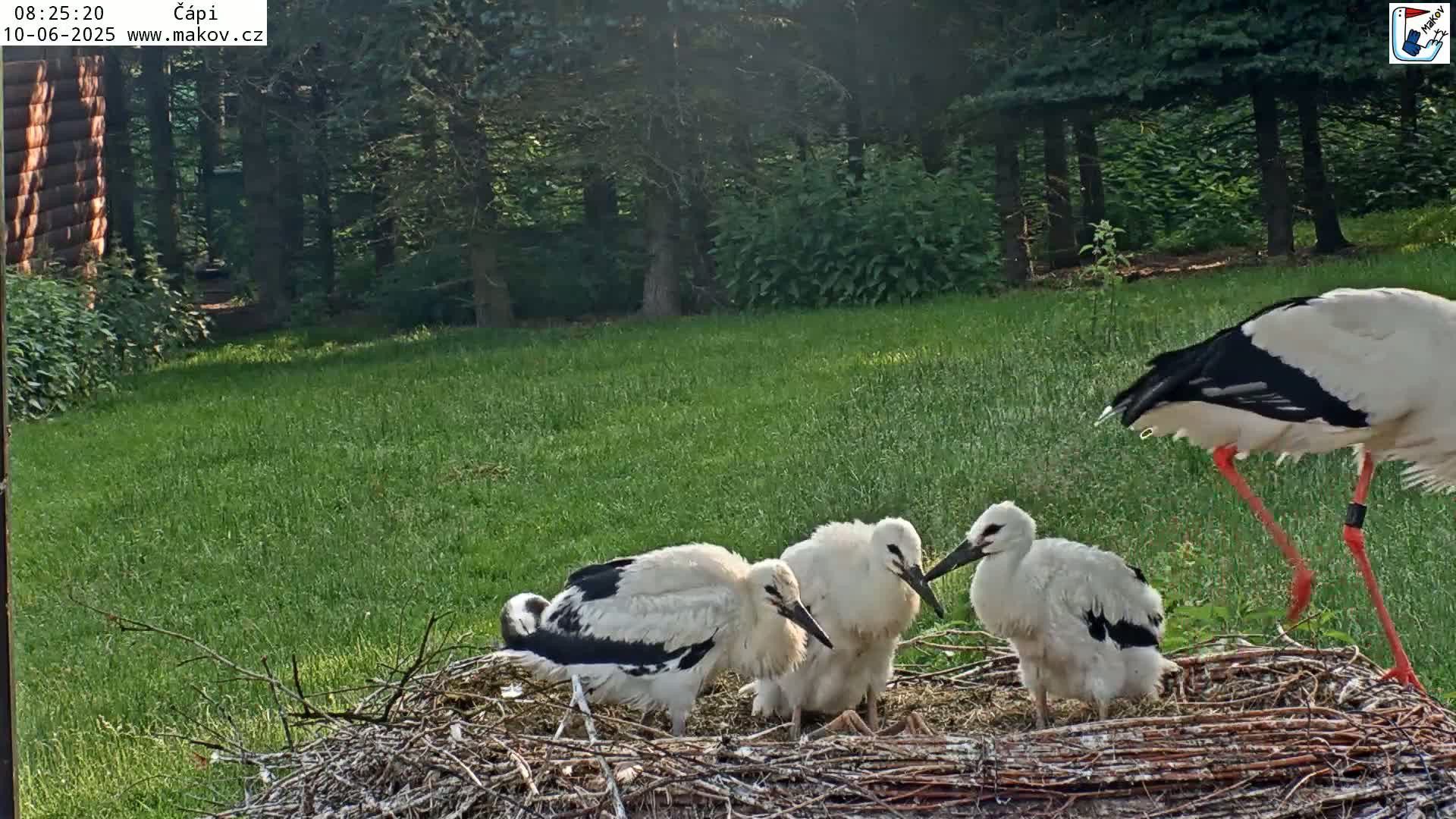 Pisek, Makov Animal Rescue Station Nest Live Cam - Cizova, Pisek, Juhočeský Kraj (South Bohemian), Czechia