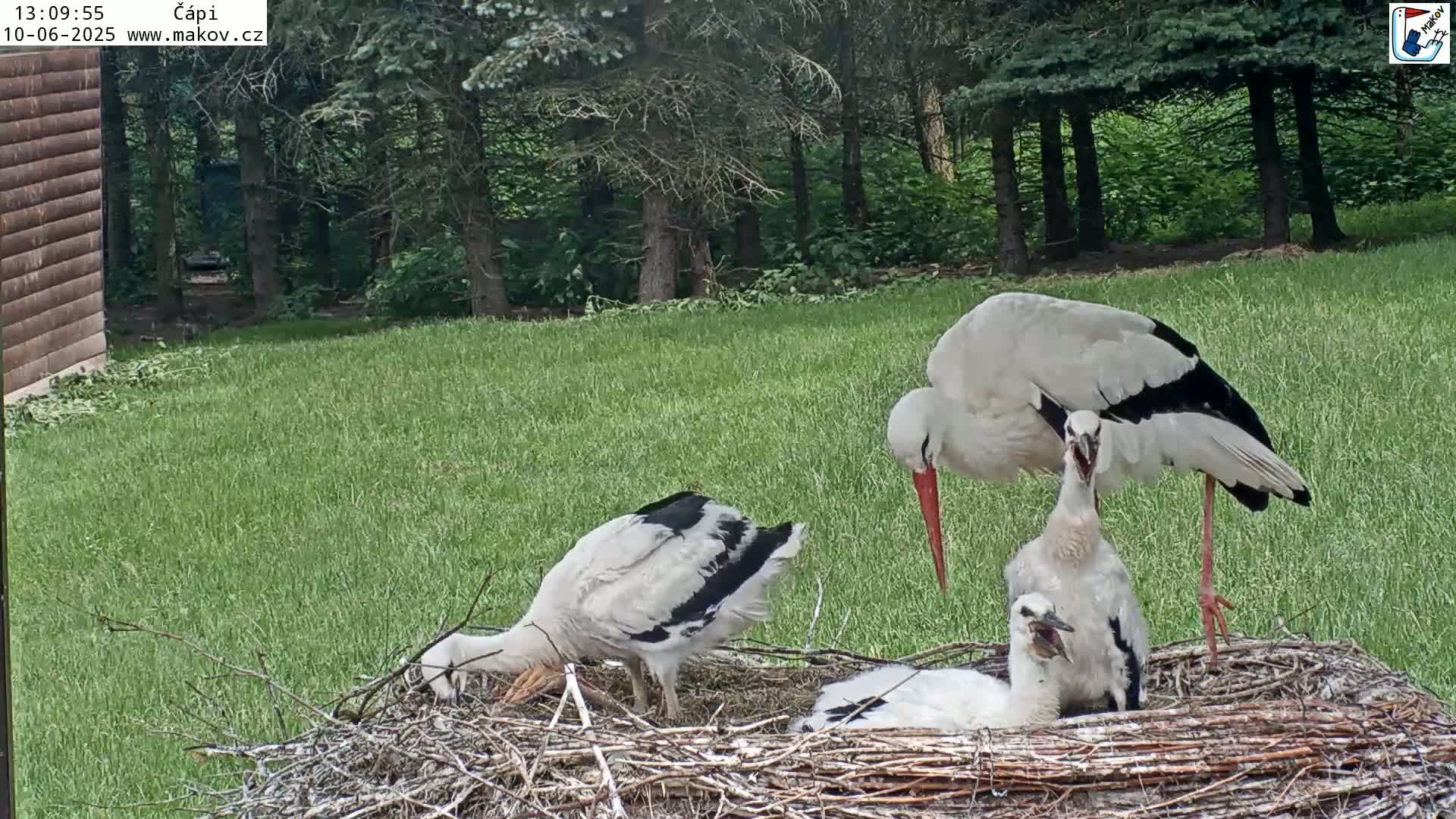 Two adult white storks and three young storks are in a nest on a grassy lawn next to a wooded area.