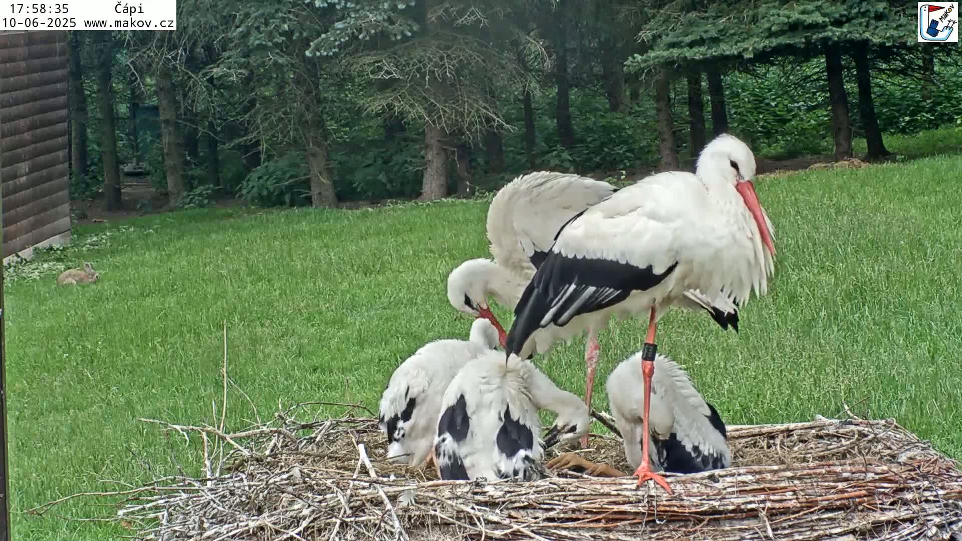 Two adult white storks tend to their young in a large nest situated on a grassy lawn, partially shaded by trees.