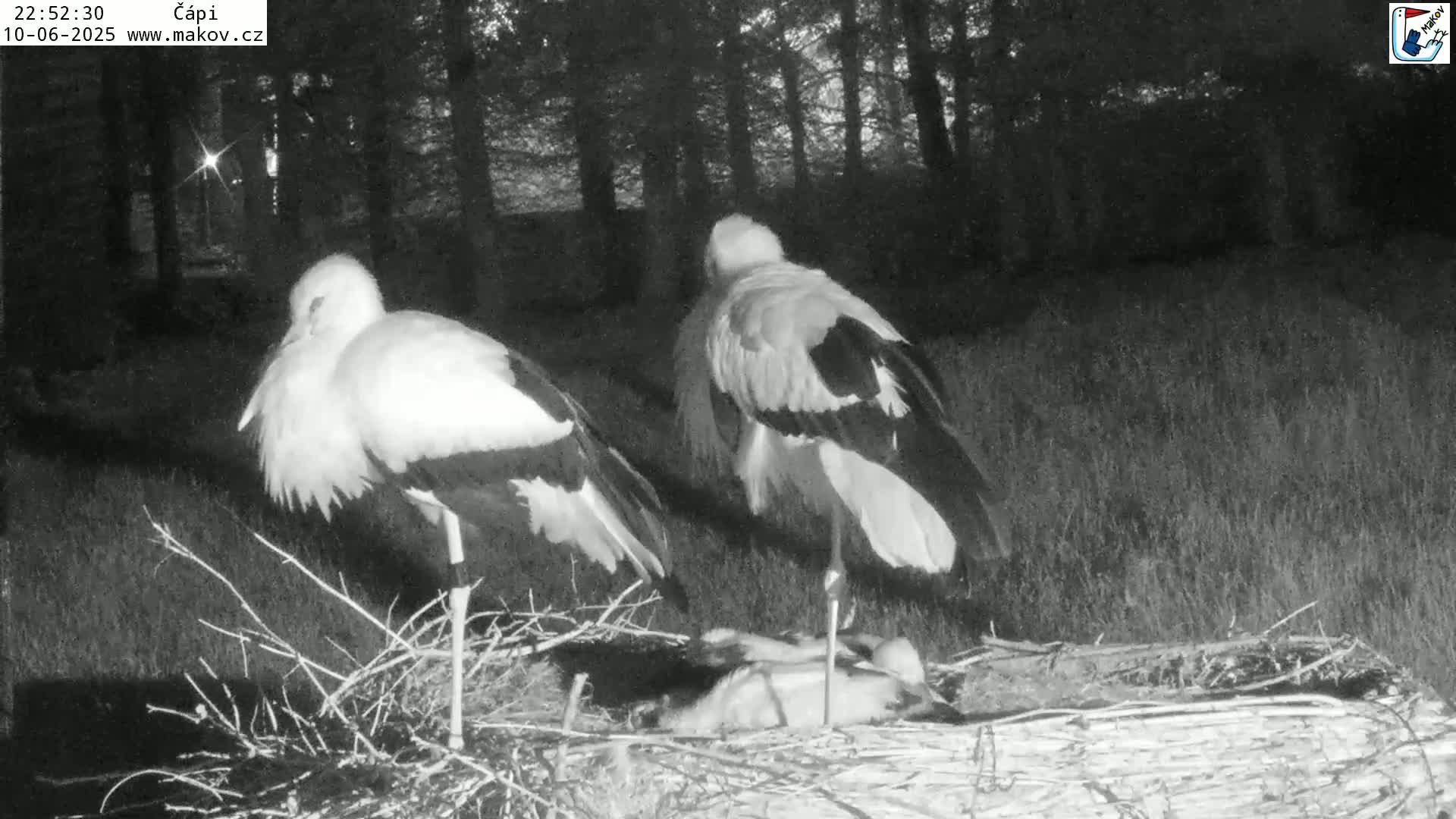 Pisek, Makov Animal Rescue Station Nest Live Cam - Cizova, Pisek, Juhočeský Kraj (South Bohemian), Czechia