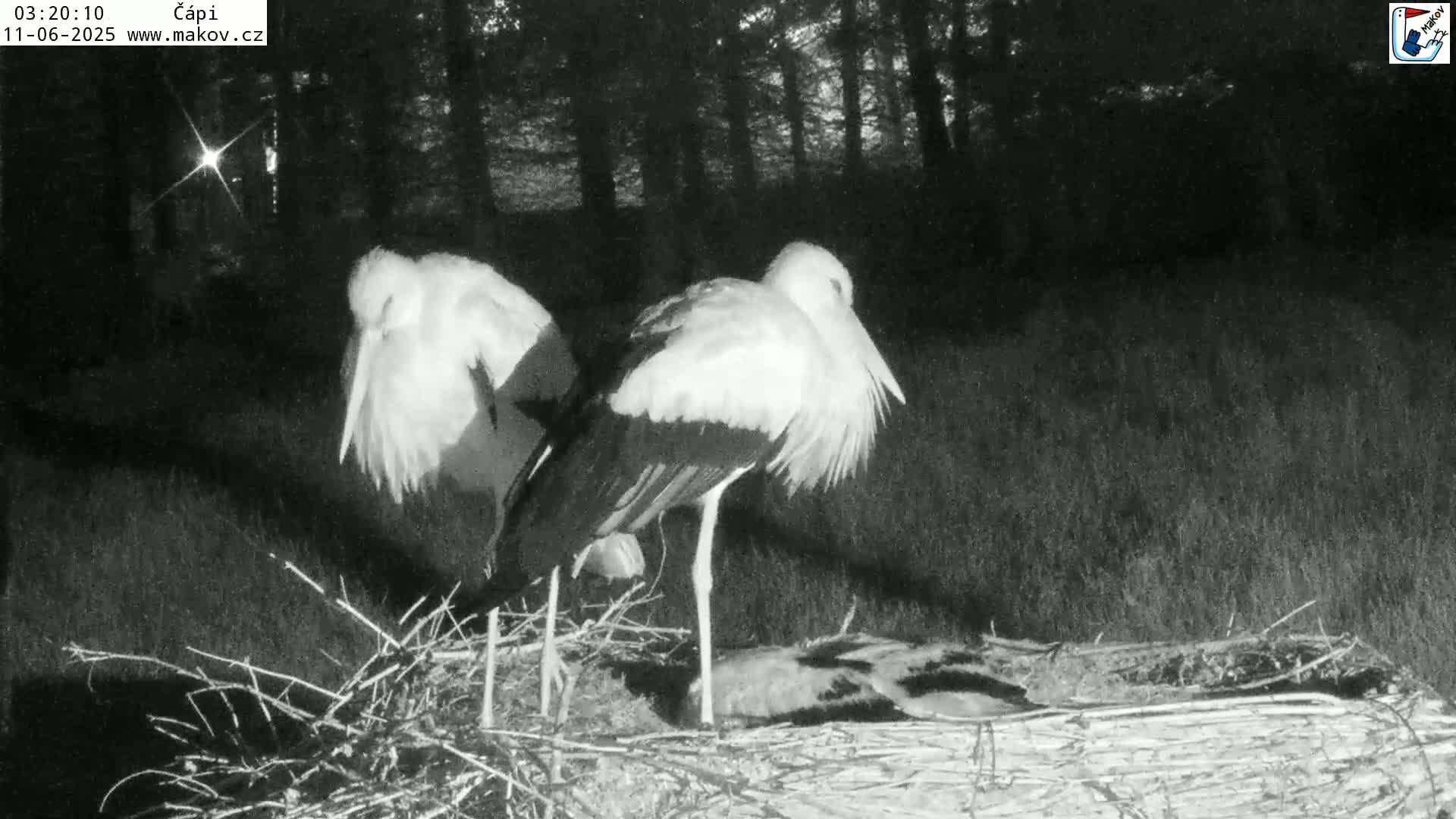 Pisek, Makov Animal Rescue Station Nest Live Cam - Cizova, Pisek, Juhočeský Kraj (South Bohemian), Czechia
