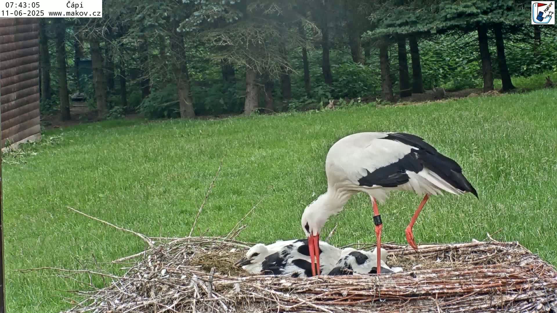 Pisek, Makov Animal Rescue Station Nest Live Cam - Cizova, Pisek, Juhočeský Kraj (South Bohemian), Czechia