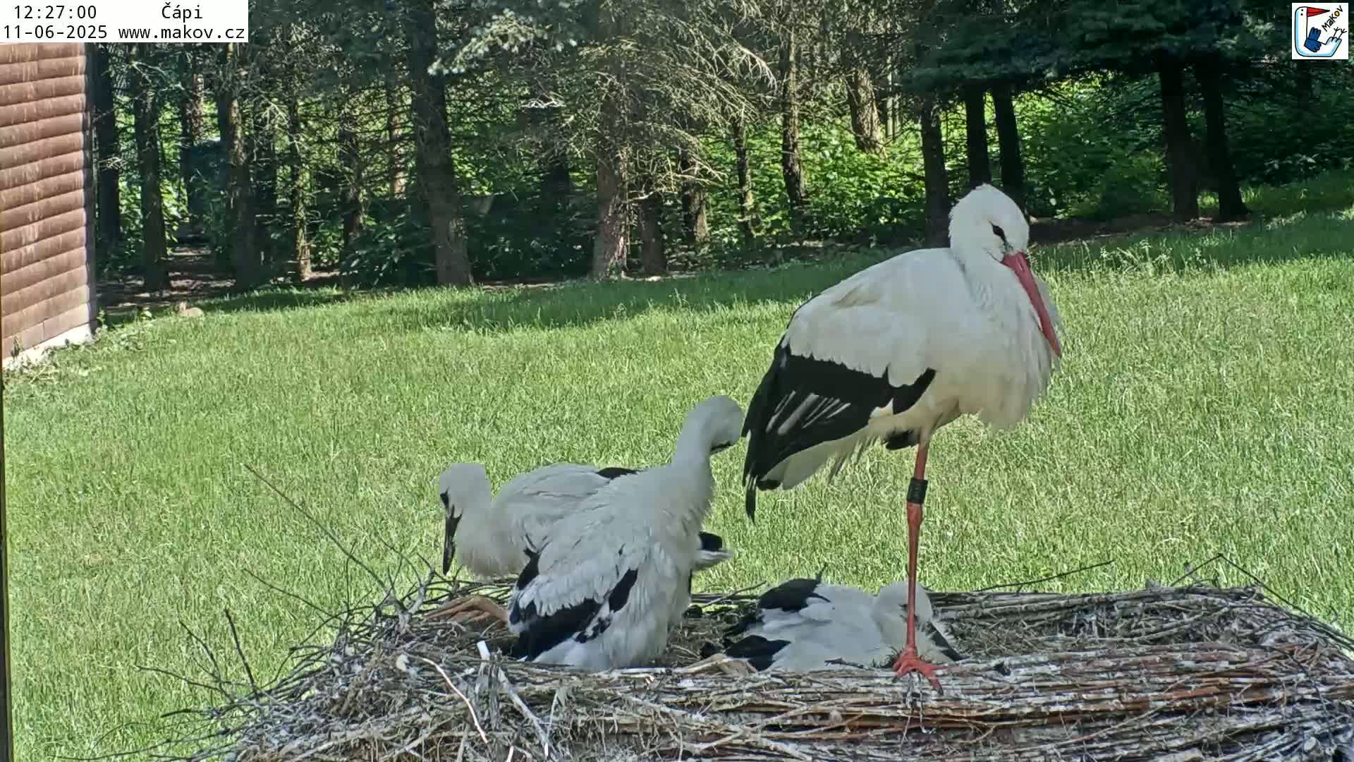 A white stork stands over a nest containing several young storks, all situated on a grassy lawn next to a wooded area on a sunny day.